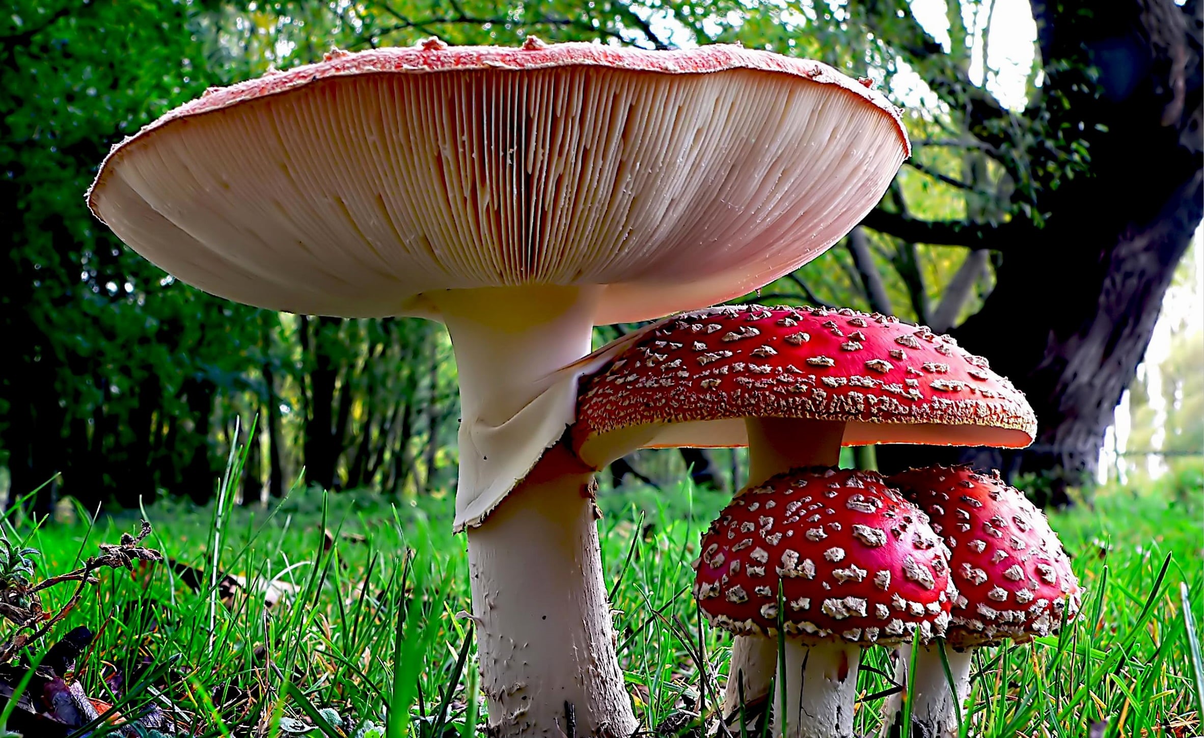 Fly Agaric, Mushroom, red, toadstool, Public Domain, flickr, mushrooms, fungus, toxic Substance, fly Agaric Mushroom, forest, nature, 1080P, photos, Fungi, HD Wallpaper
