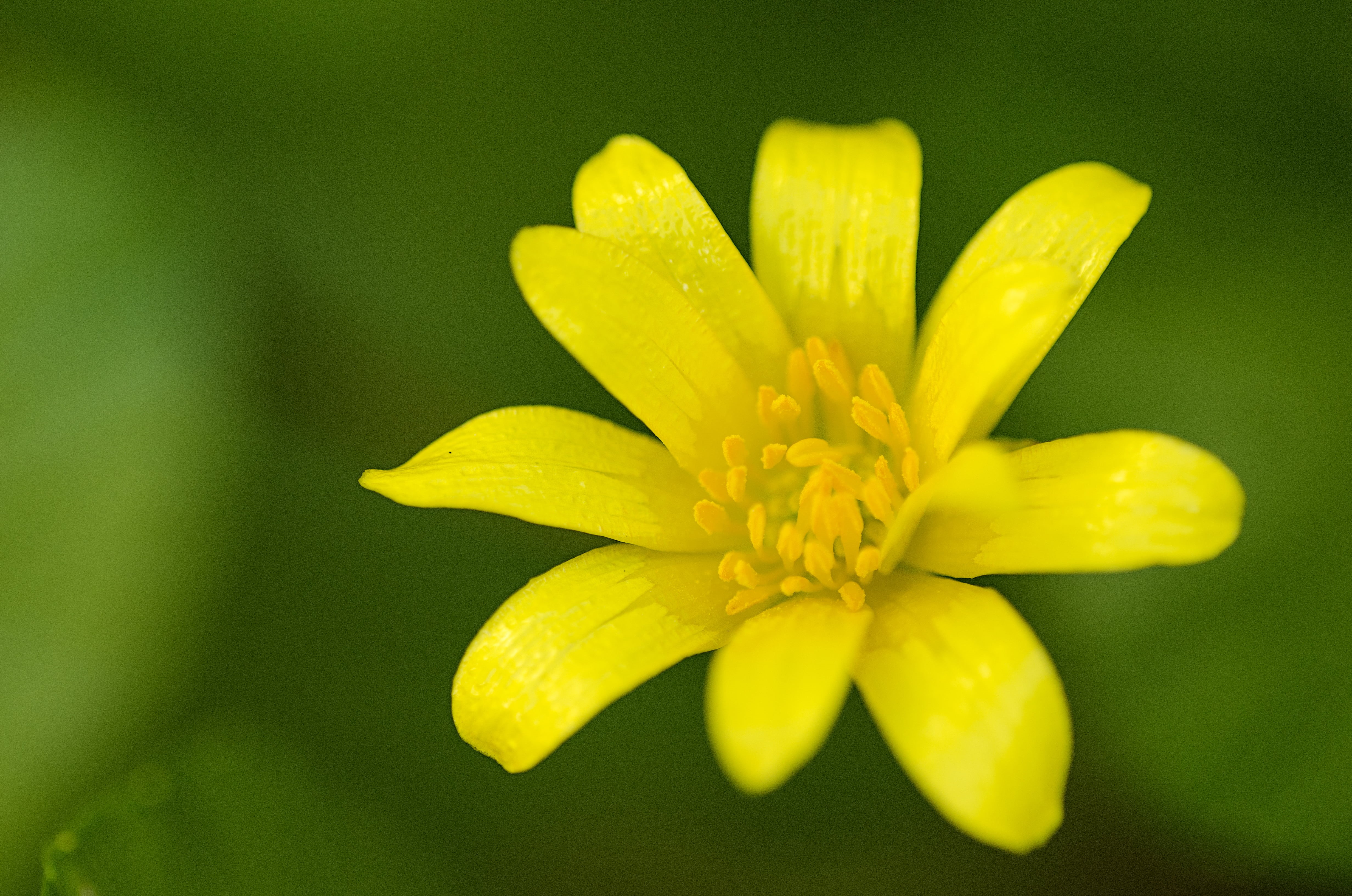 photography, macro, yellow, single Flower, Margarita, petaled, close-up, plant, Los Villares  Jaén, nature, flickr, flower, Sigma, 4K, flower Head, Nikon D7000, HD Wallpaper