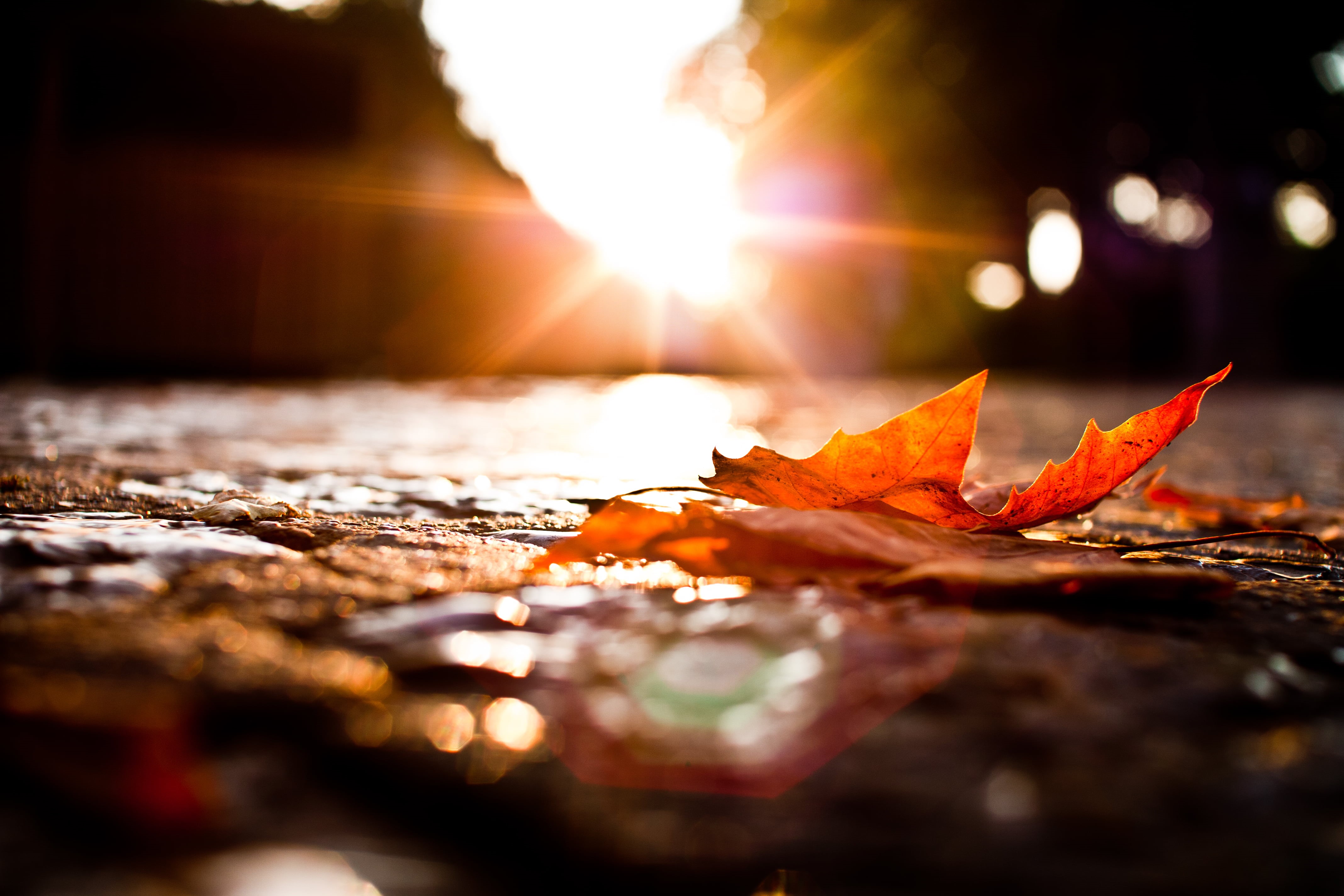 30mm, Sunset, gold Colored, nature, autumn, orange Color, yellow, multi Colored, Sigma, una, october, longer, leaf, image, backgrounds, 4K, forest, red, HD Wallpaper