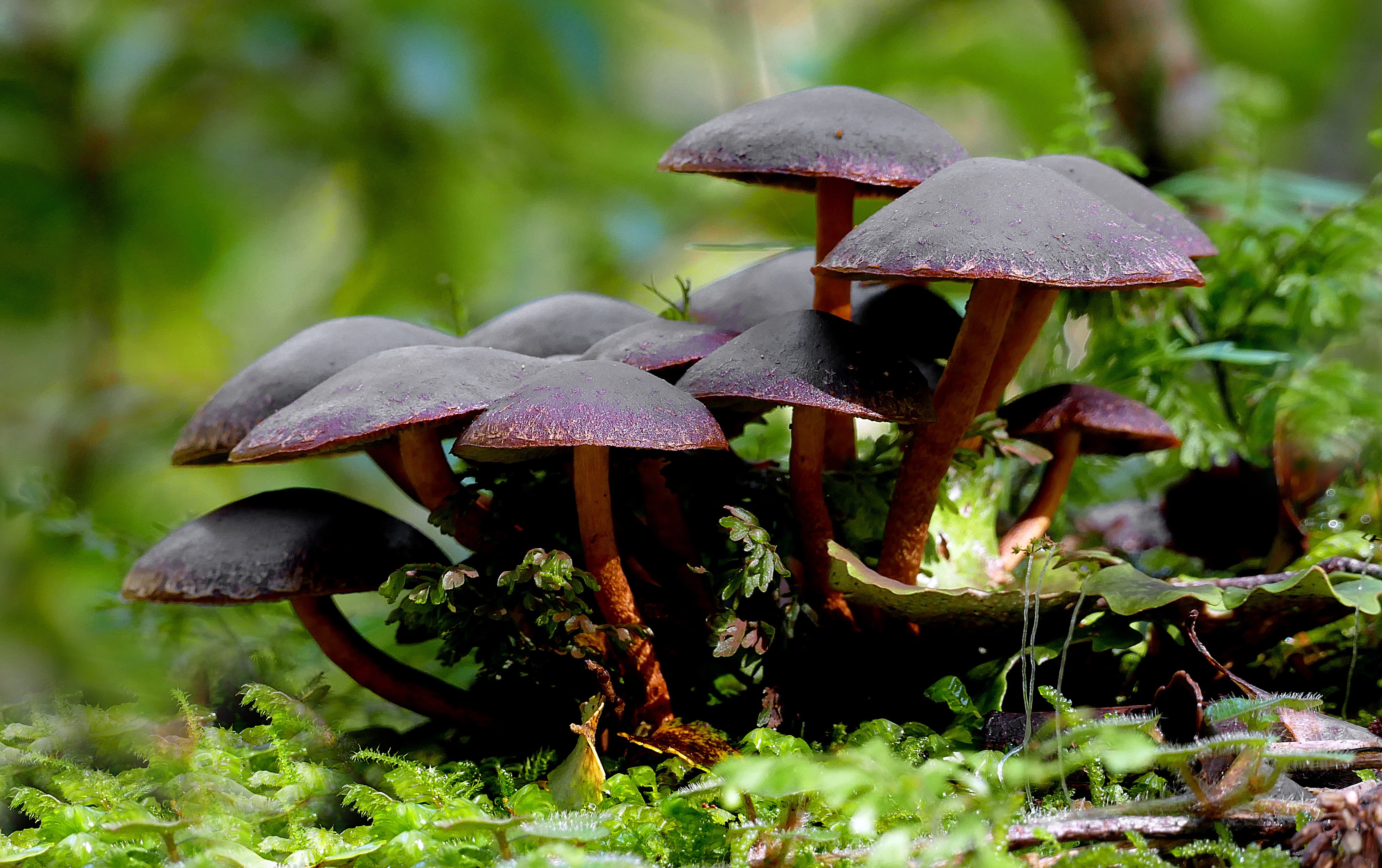 close, fungus, Geo-Tagged, season, forest, lover, Dedication, close-up, Public Domain, mushroom, moss, fungi, photo, Nature, Lumix FZ1000, CC0, plant, red, HD Wallpaper