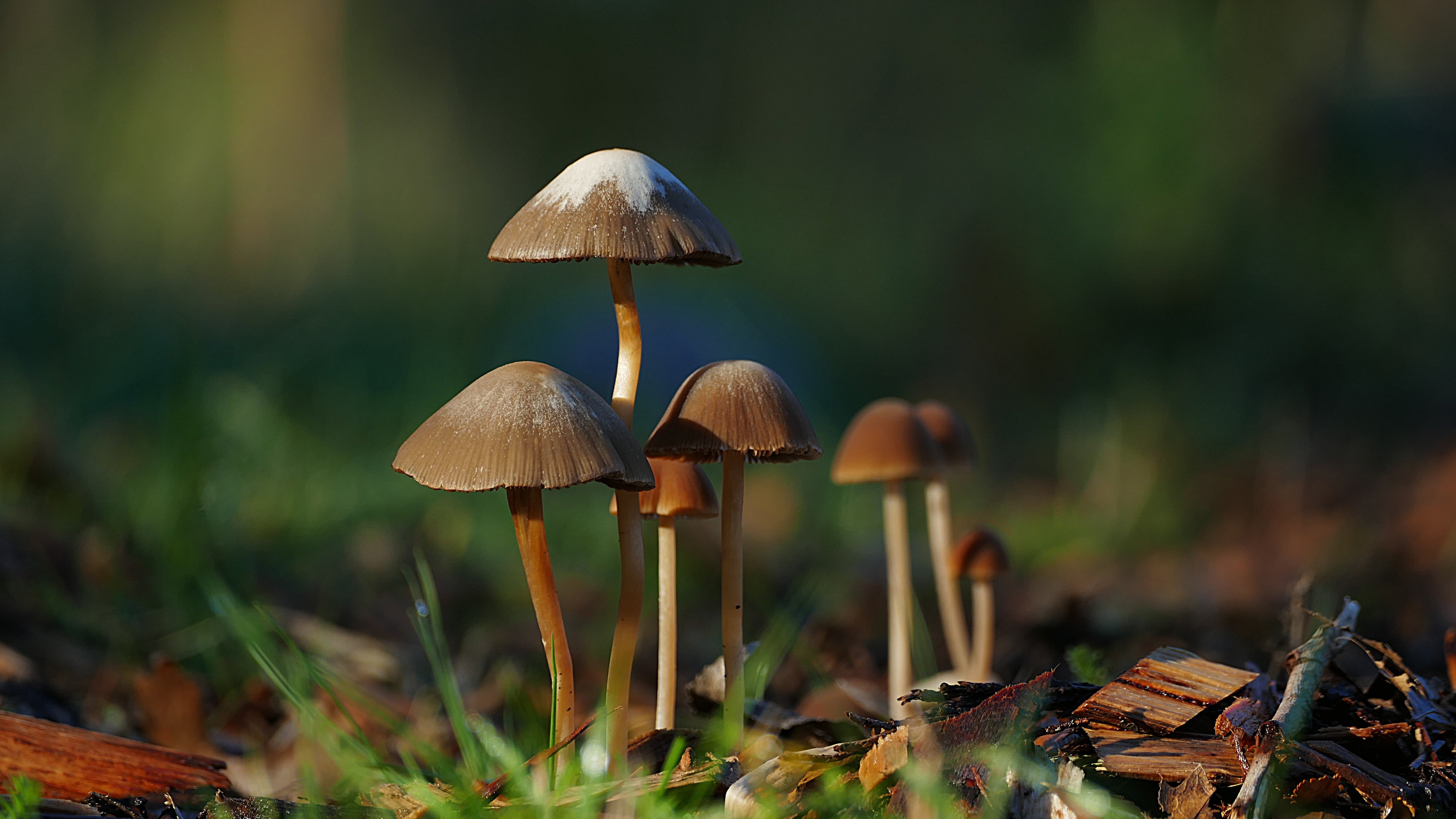 focus, CC0, fungus, sunlight, shiny, selective focus, flickr, yellow, Panaeolus sphinctrinus, nature, D O, photos, sun, 4K, natural, sphinctrinus, mushroom, HD Wallpaper