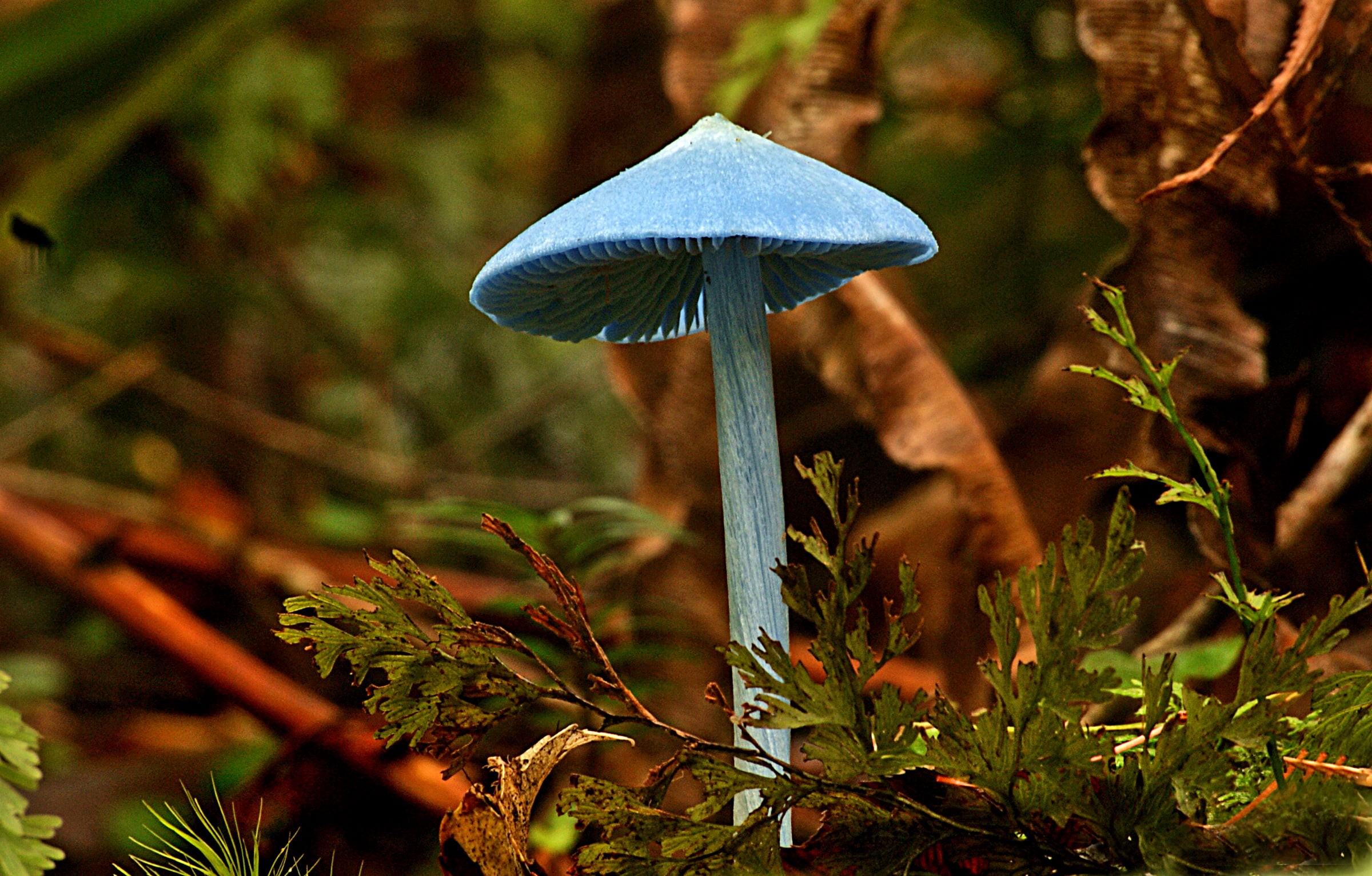 flickr, blue, tree, fungus, photos, mushroom, Fungi, nature, autumn, close-up, plant, season, 1080P, blue mushroom, toadstool, CC0, forest, leaf, lover, HD Wallpaper