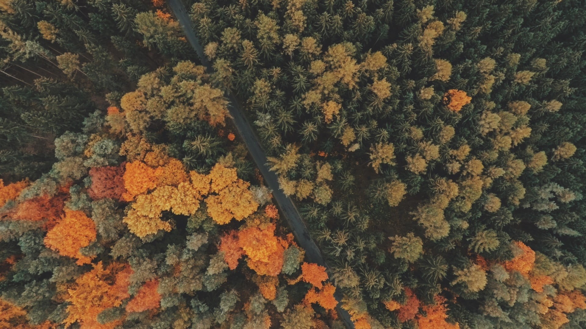 growth, landscape, 1080P, road, orange color, tree, fall, no people, forest, beauty in nature, nature, day, full frame, change, backgrounds, leaf, autumn, HD Wallpaper