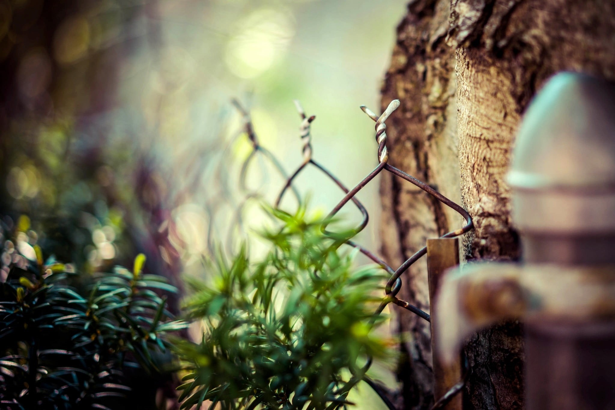 depth of field, safety, branch, wood, winter, focus on foreground, protection, fence, plant part, no People, close-up, green Color, selectric, tranquility, HD Wallpaper