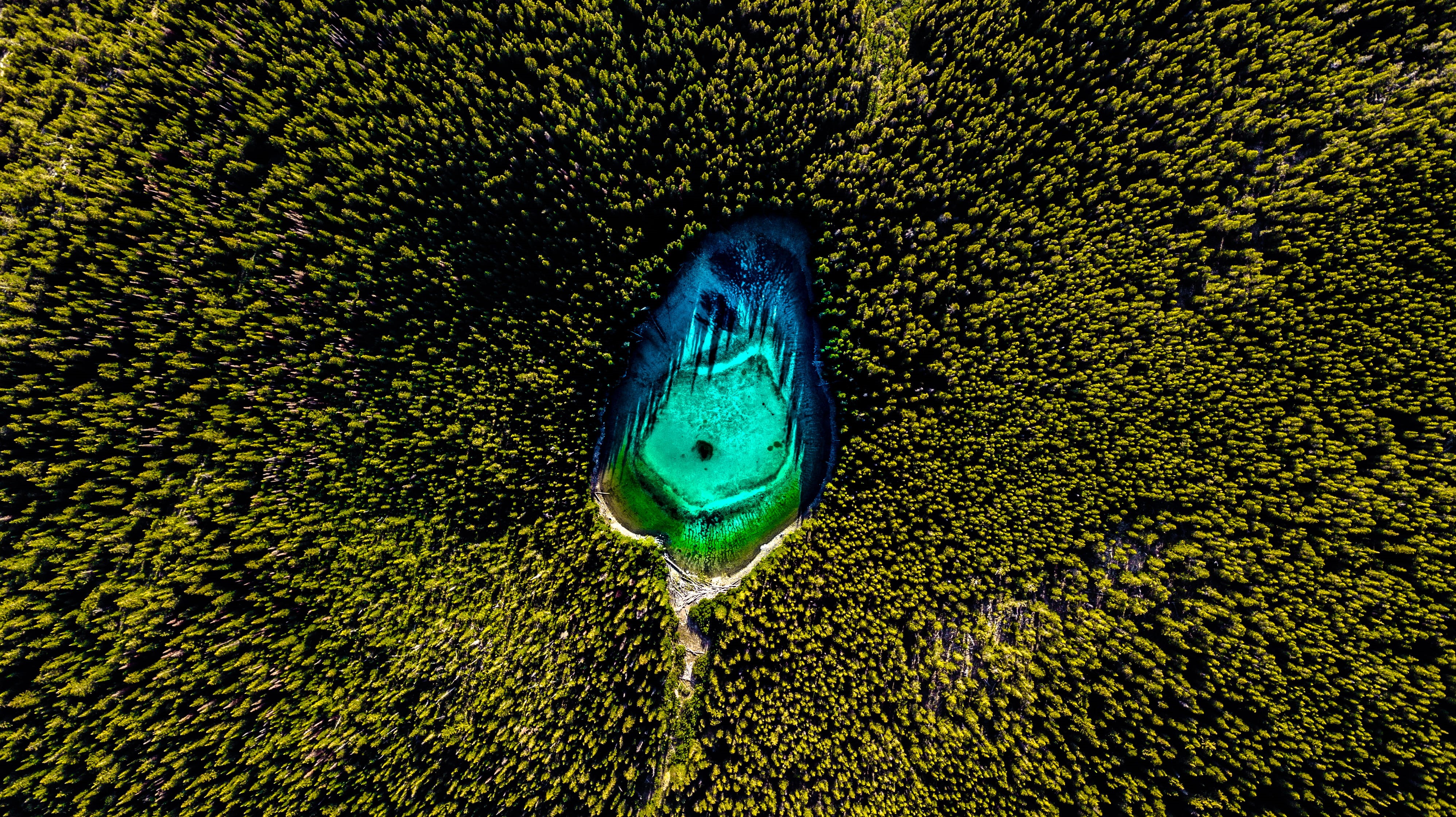 outdoors, woods, one animal, marine, animal wildlife, birds eye view, animal, surrounded, sea life, forest, no people, drone photography, lake, animals in the wild, HD Wallpaper