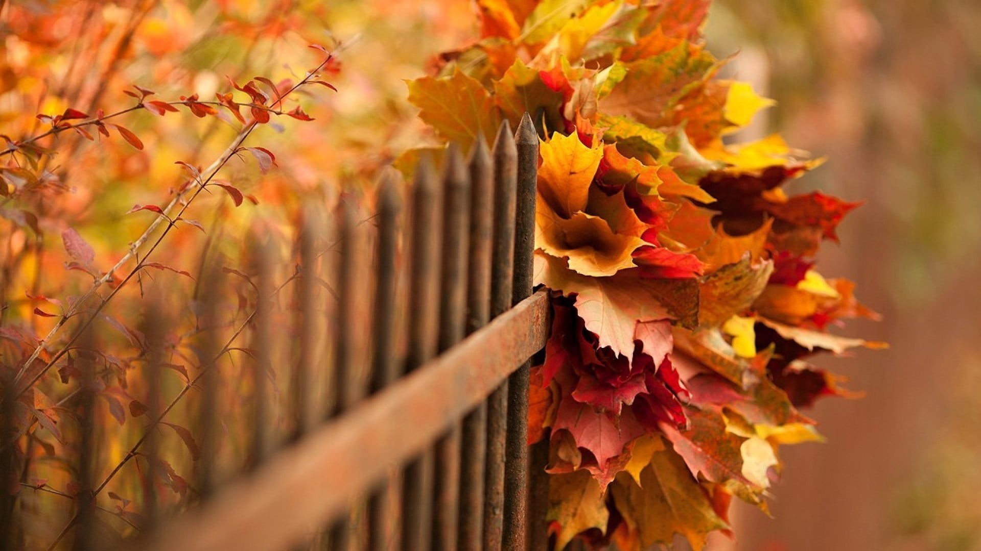 plant, 1080P, natural condition, day, fence, tree, barrier, maple leaf, beauty in nature, land, orange color, nature, leaves, branch, no people, depth of field, HD Wallpaper