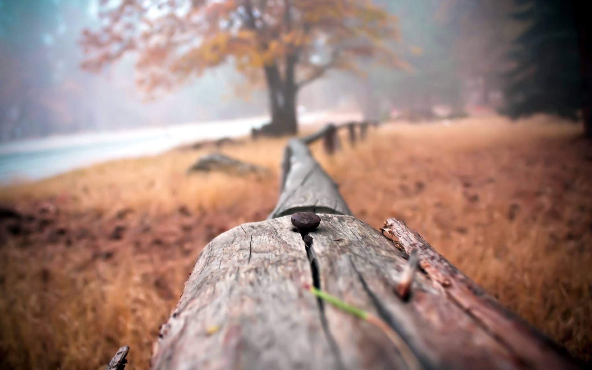 macro, hd, blur, fence, 1080P, nature, HD Wallpaper