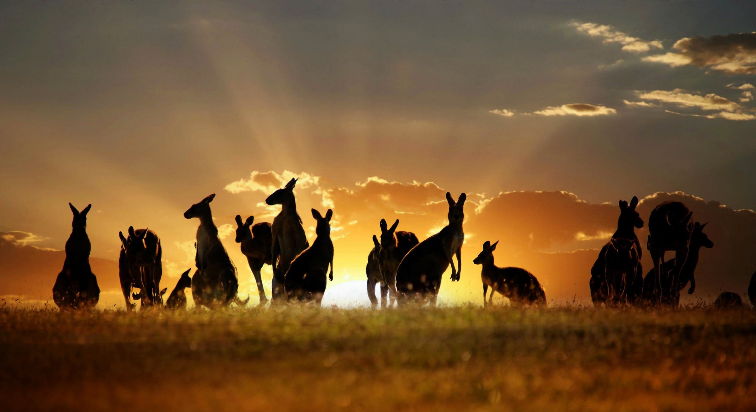 2K, sky, kangaroo, clouds, Nature, Sunset, Australia, HD Wallpaper