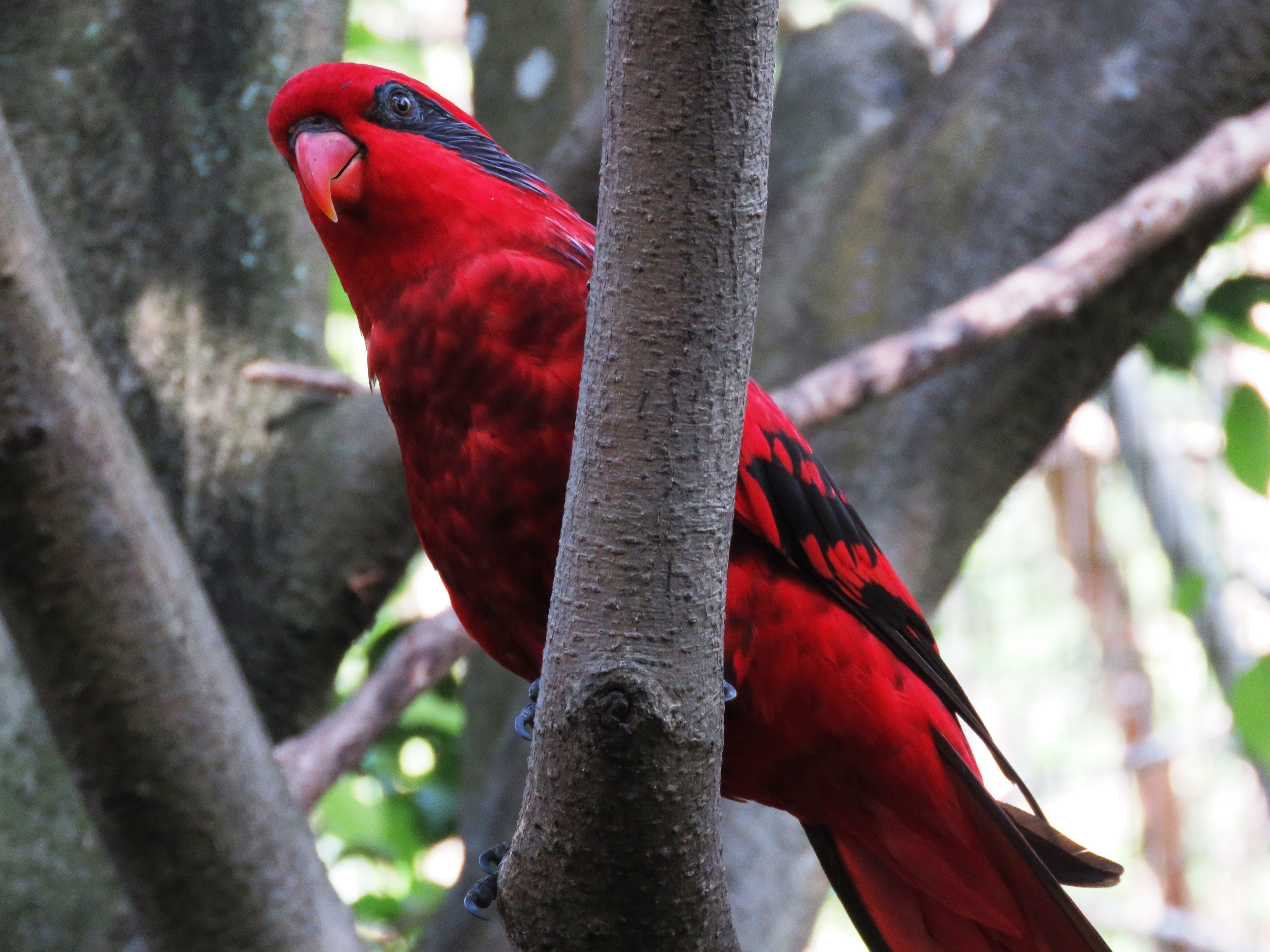 scarlet macaw, vertebrate, bird, focus on foreground, perching, branch, day, red, parrot, outdoors, black, multi Colored, nature, lovely, rest, twig, 4K, HD Wallpaper