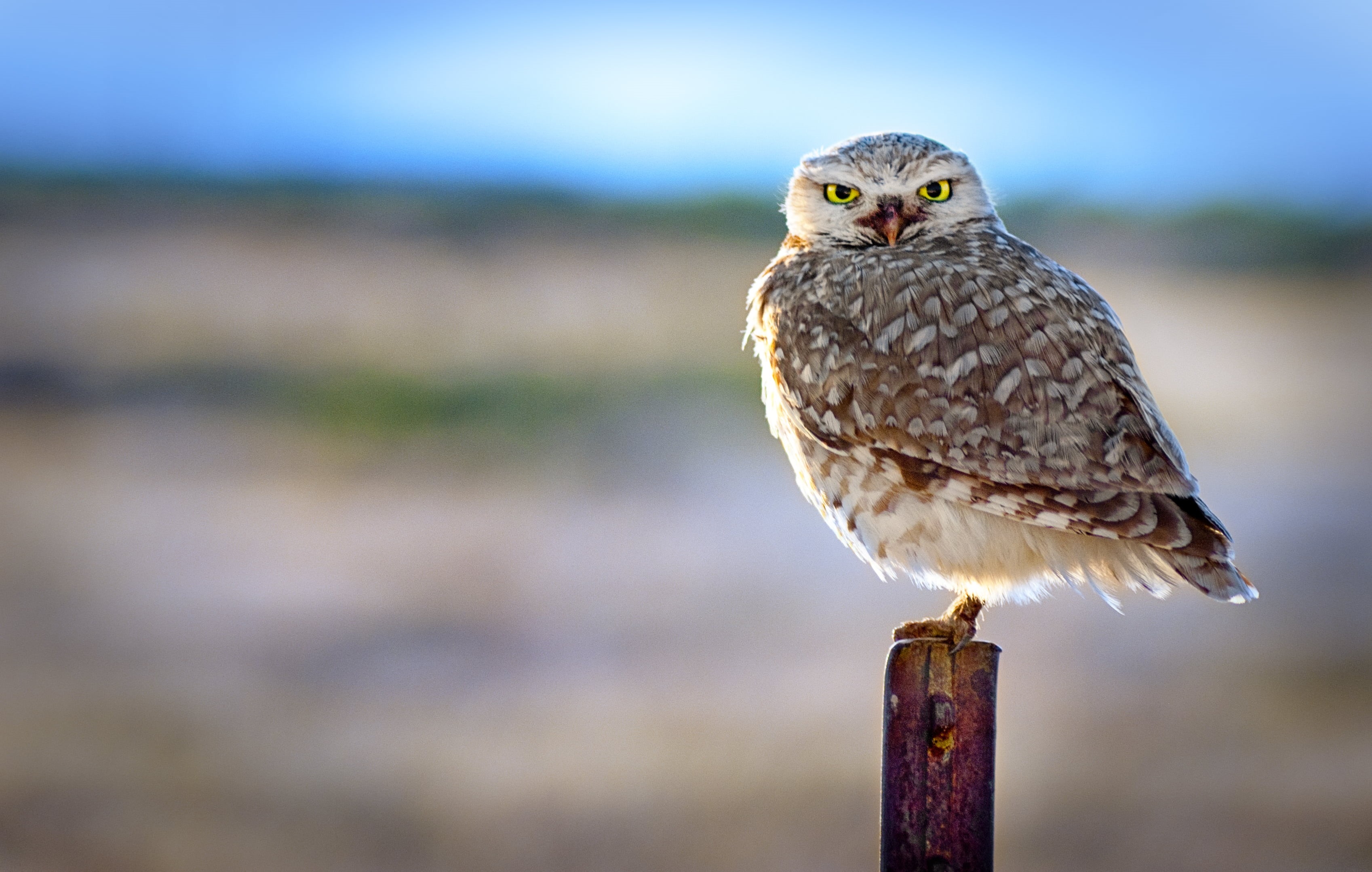 Fence, animal, outdoors, Back-lit, wooden, gray, looking, beak, hawk - Bird, Post, Owl, animals Hunting, feather, stick, animals In The Wild, bird of Prey, HD Wallpaper