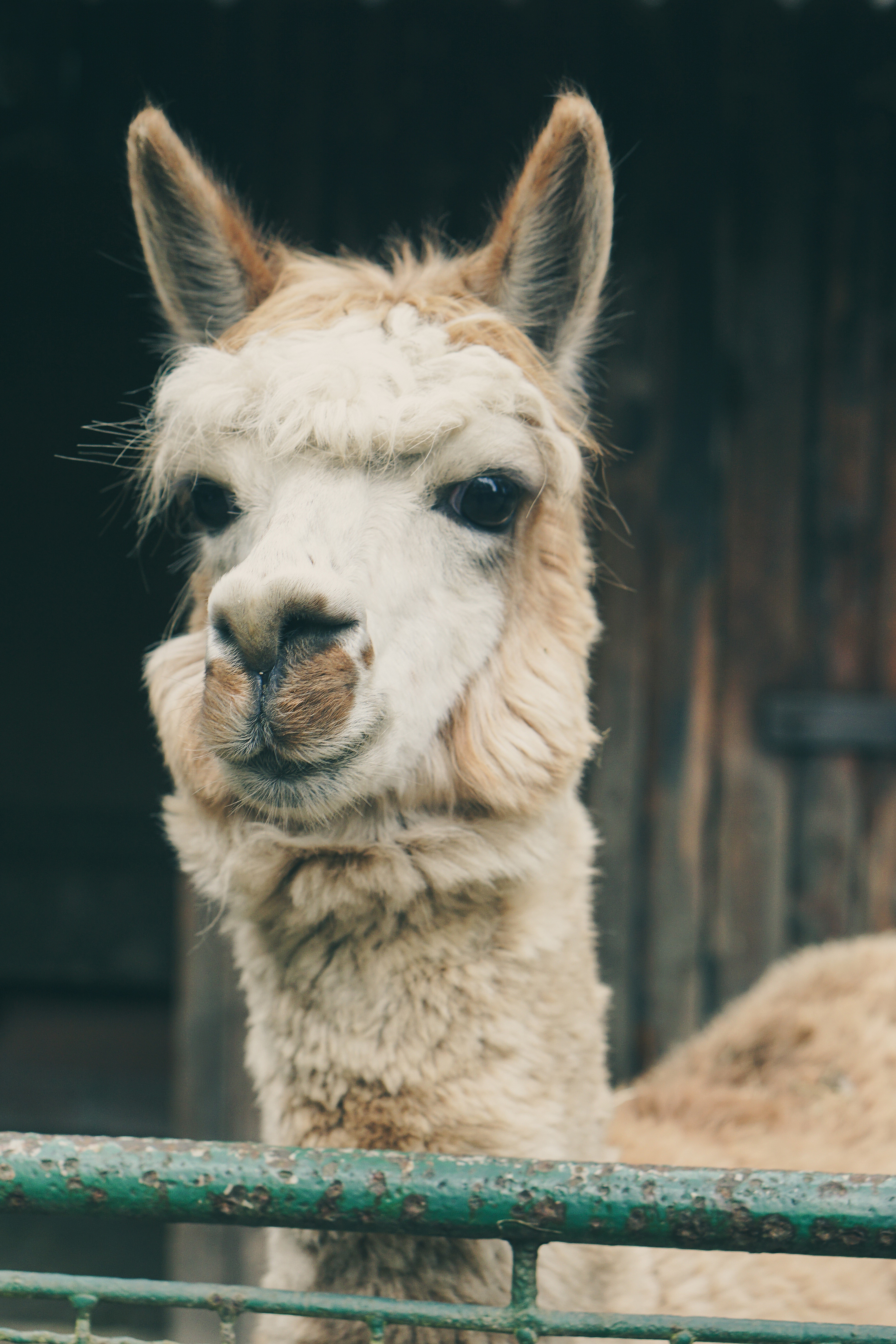 imprisoned, domestic, lama, animal mouth, animal world, black and white, close-up, vertebrate, pets, sad, portrait, eye, alone, animal themes, barrier, Phone HD Wallpaper