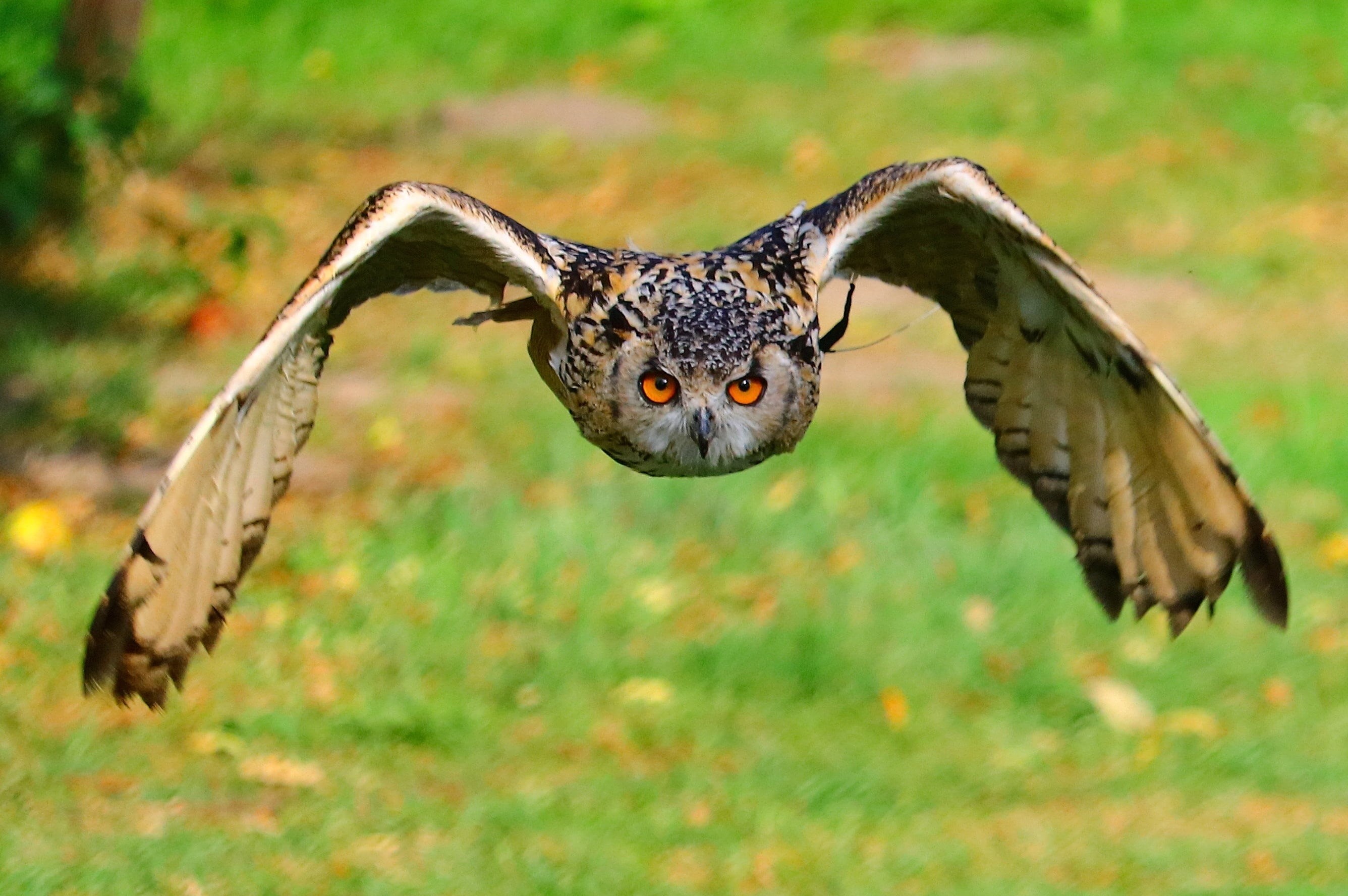 daytime, one animal, vertebrate, yellow eyes, white, brown, 2K, outdoors, portrait, dutch, flying, spread wings, day, falcon - bird, animal wildlife, nature, HD Wallpaper