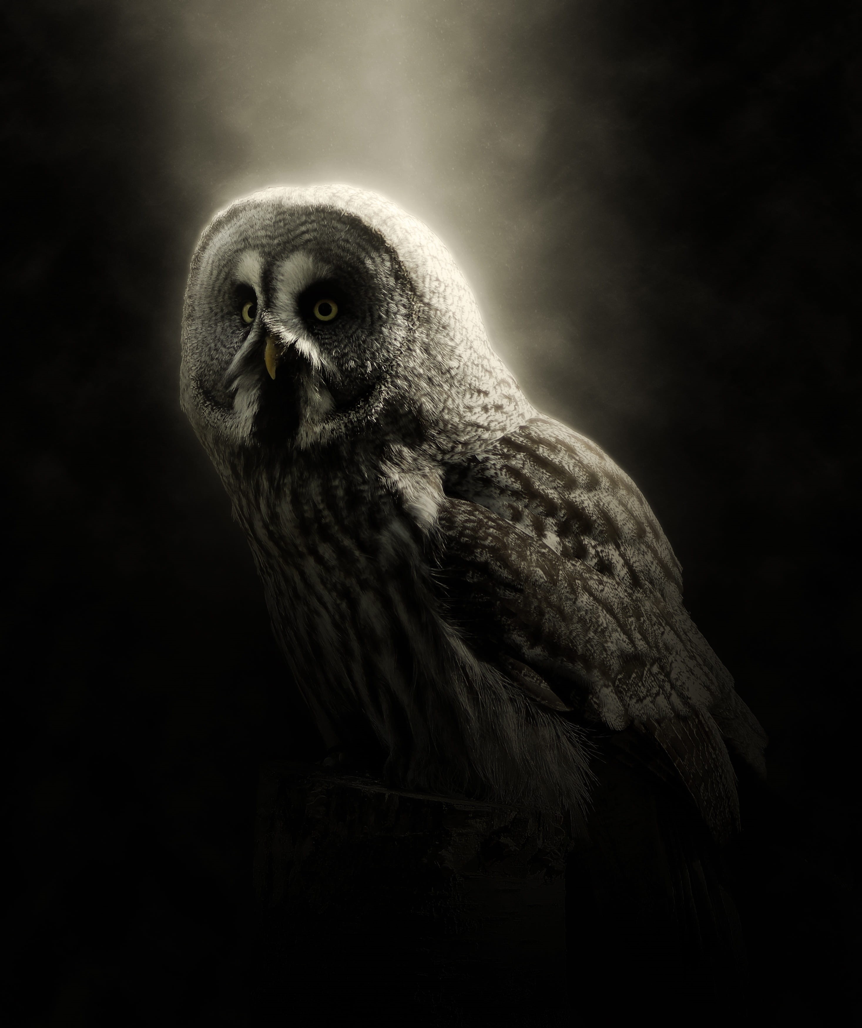profile view, feather, mystical, photo effect, no people, black background, focus, exposure, close-up, close, looking, looking away, large owl, gray, animals in the wild, Phone HD Wallpaper