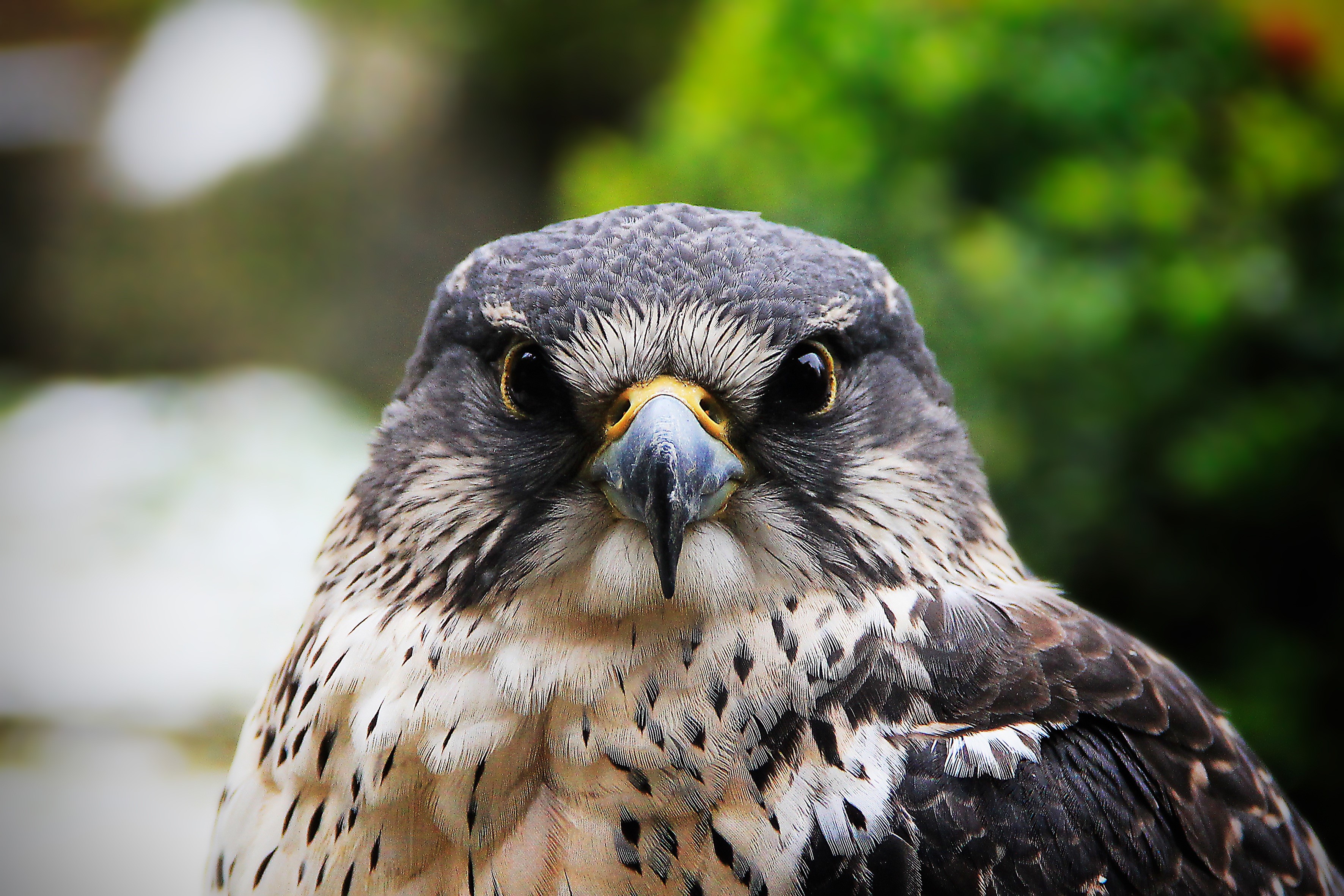 view, animal world, photo, animals Hunting, buzzard, nature, eagle, carnivores, closeup, day, black, carnivore, eagle - Bird, beak, hawk, one animal, falcon, HD Wallpaper