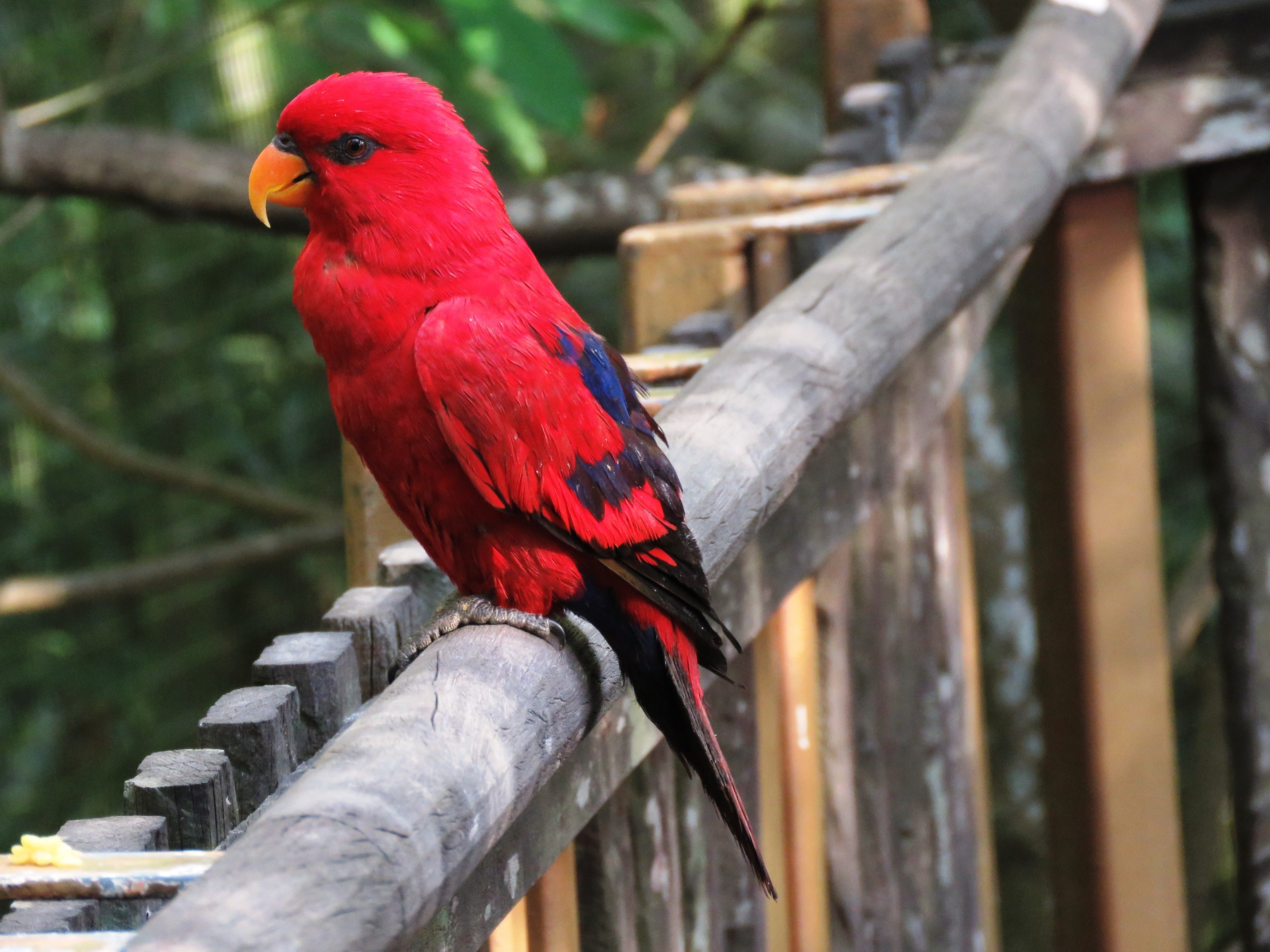 no people, wooden, cute bird, scarlet macaw, one animal, perched, day, animal wildlife, nature, red parrot, sitting, animal, waiting, rest, lovely, animals In The Wild, HD Wallpaper