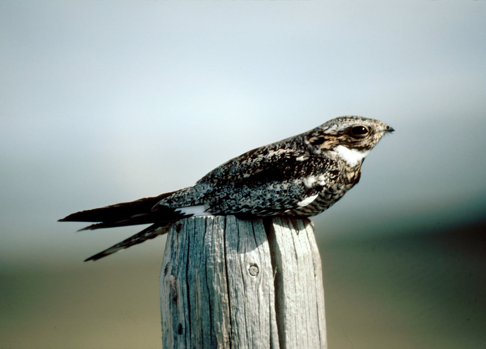 nightjar, fence post, wood - material, common nighthawk, one animal, black, animal, beige, portrait, 1080P, animal themes, crepuscular, looking, nature, HD Wallpaper