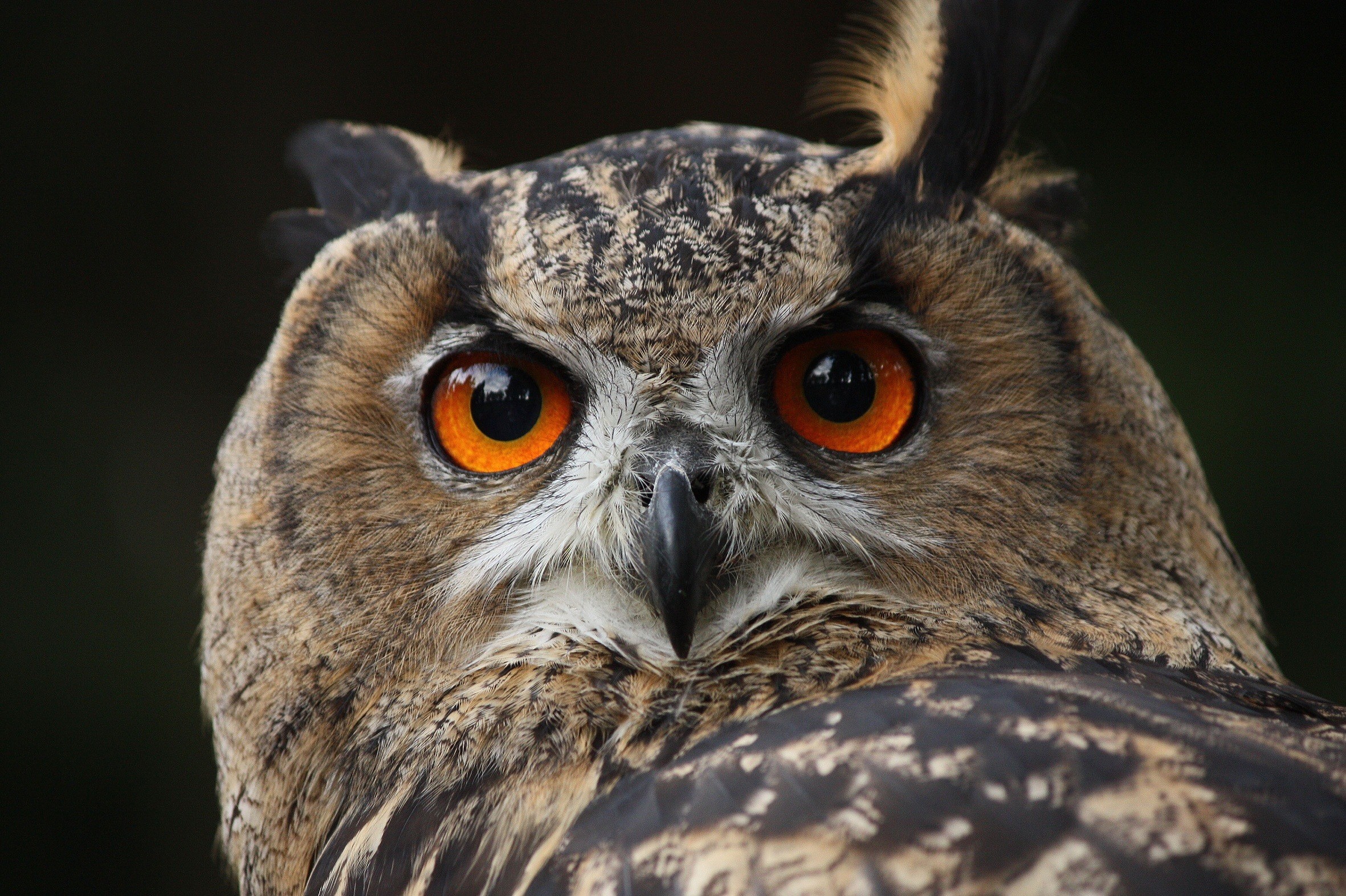 bird, animal, carnivore, looking at camera, wildlife, night, eagle Owl, waldkautz, nocturnal, owl, portrait, no people, one animal, nature, animal head, HD Wallpaper