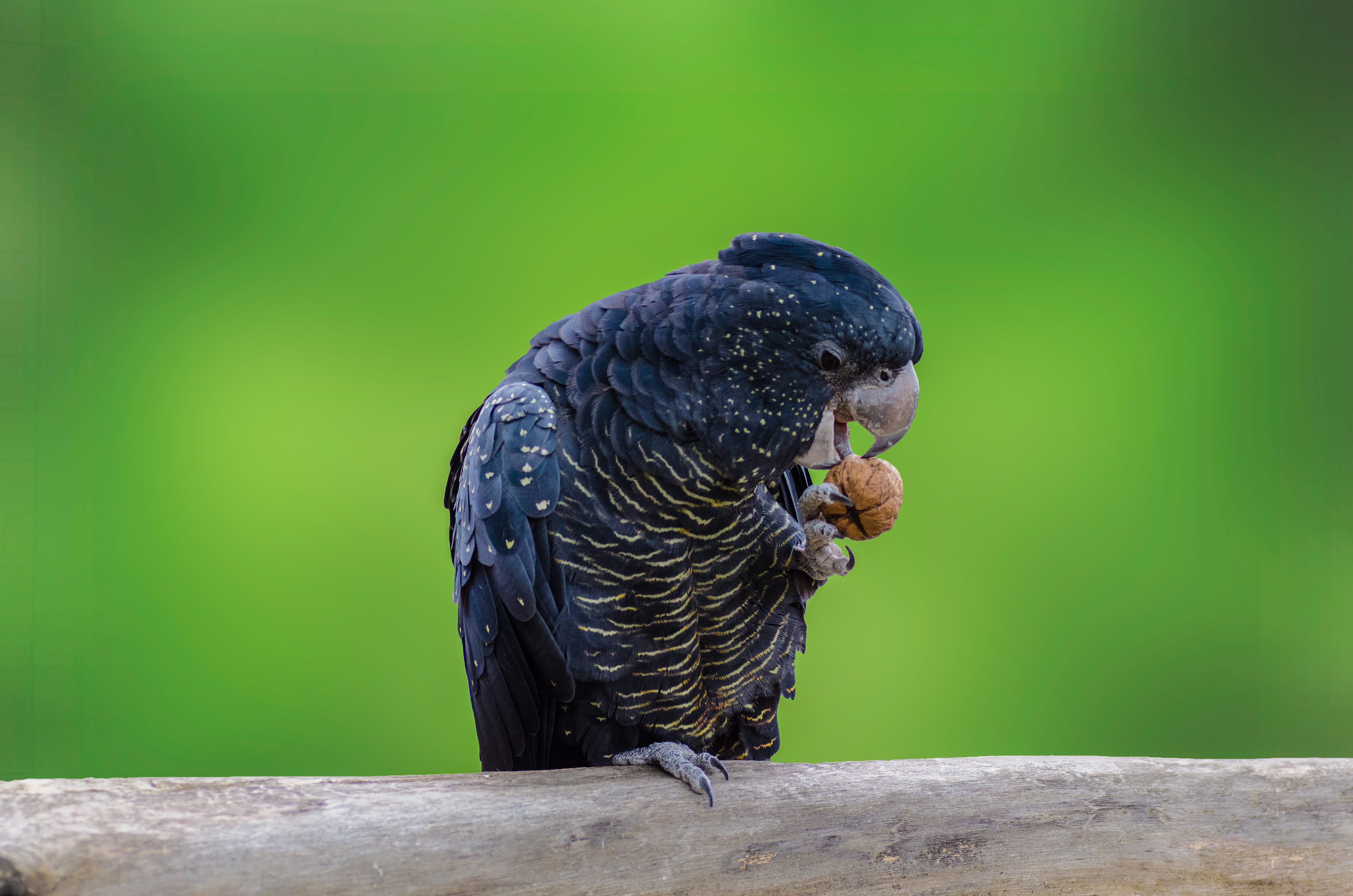 nikon, perching, tree, wildlife, vertebrate, outdoors, saeed lajami, nature, black cockatoo, green, bird, black, no people, day, 4K, animal, black color, HD Wallpaper