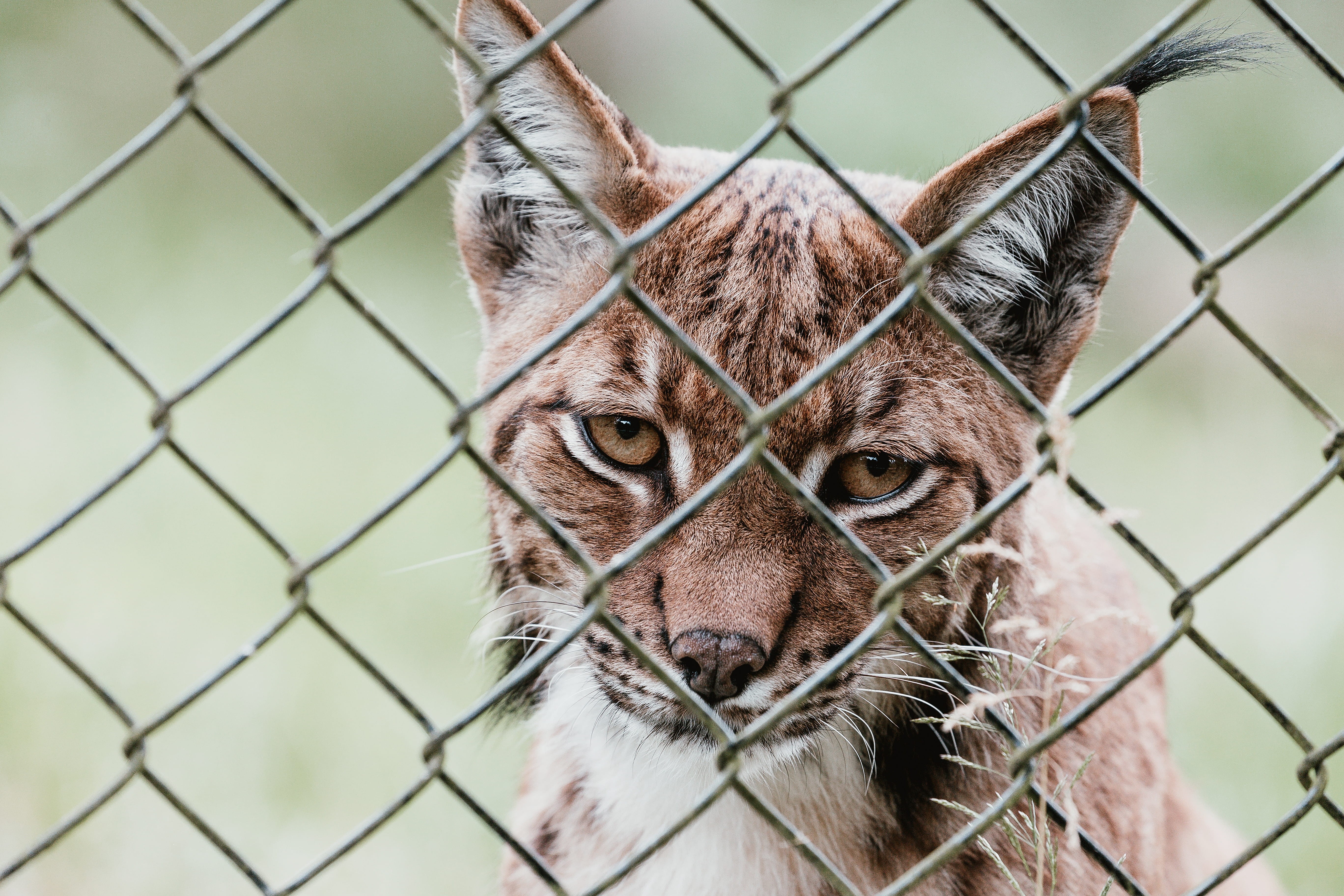 feline, one animal, animal eye, head, zoo, wild, pets, fence, big cat, animal head, whisker, chainlink fence, cage, furry, close-up, fur, animales, brown, HD Wallpaper