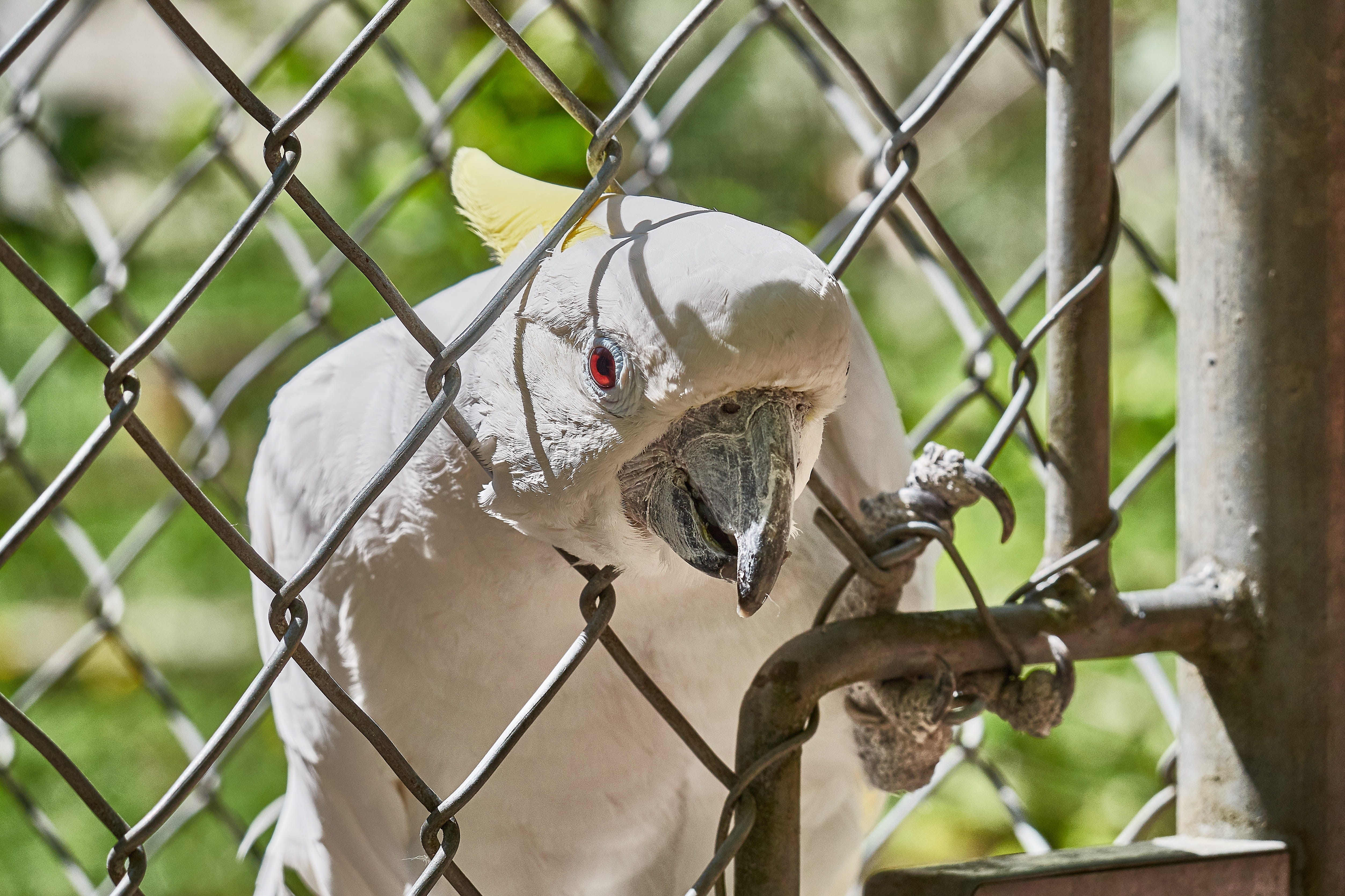 trapped, security, barrier, scream, barbed wire, white cockatoo, bill, Cockatoo, white color, fence, protection, plant, chainlink fence, Zoo, wire, no people, HD Wallpaper