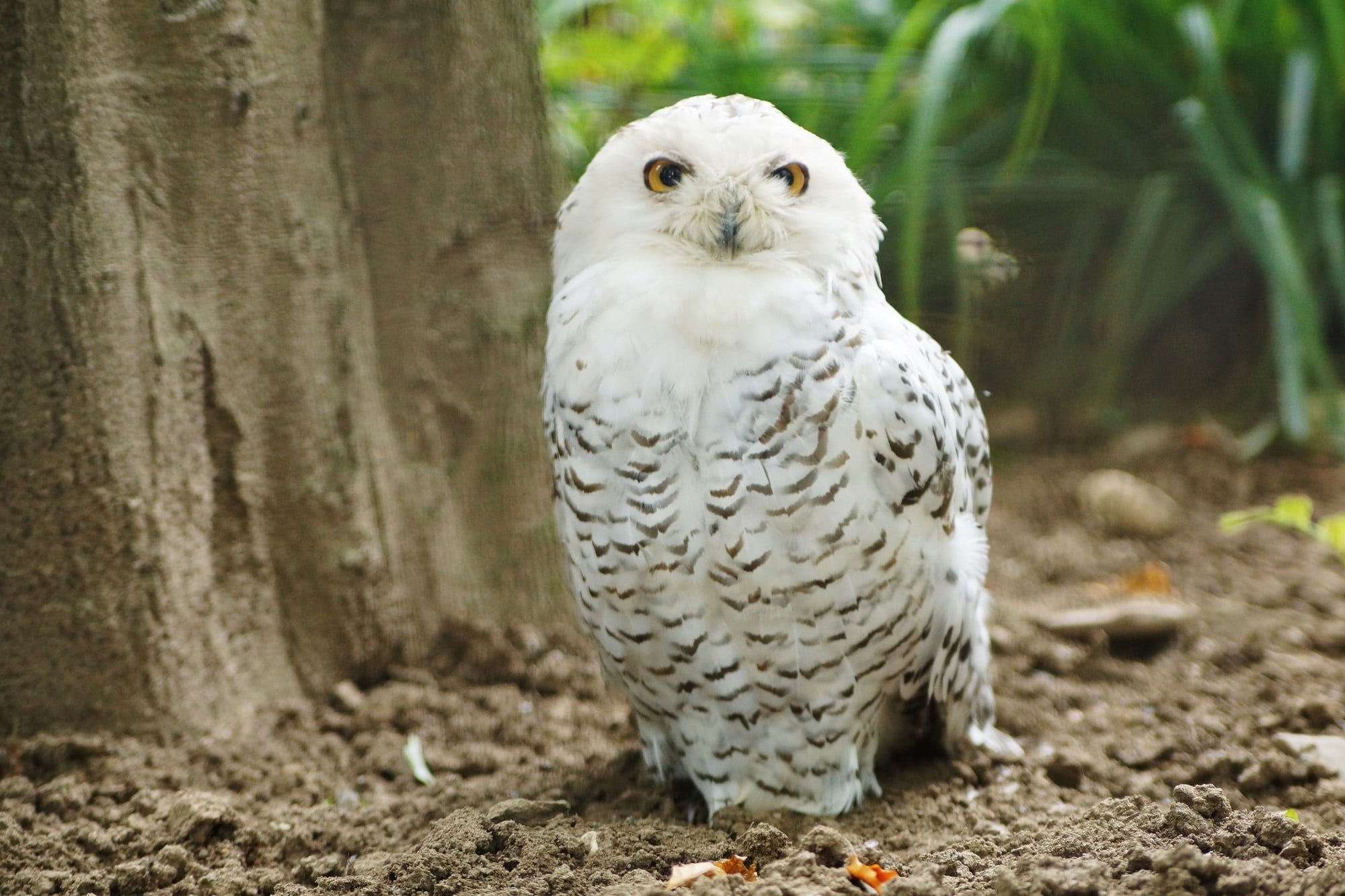 tree trunk, no people, close-up, snowy owl, black, daytime, land, one animal, tree, white, predator, looking, portrait, bird, looking at camera, day, animal, HD Wallpaper