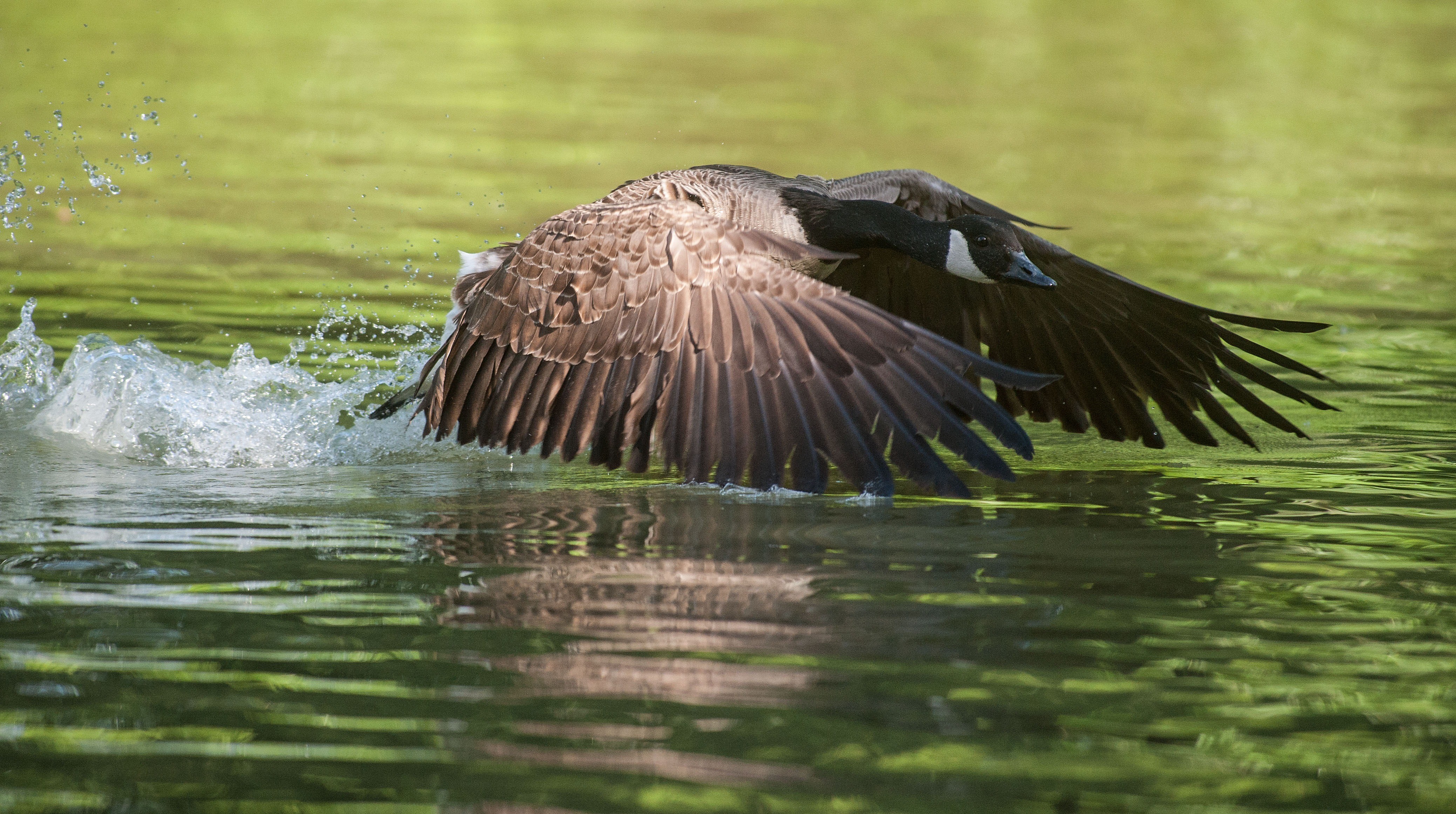 birds, brown, day, spread wings, animal themes, no people, white, take off, mallard, animal wing, nature, water bird, bird of prey, spring dress, bird, HD Wallpaper
