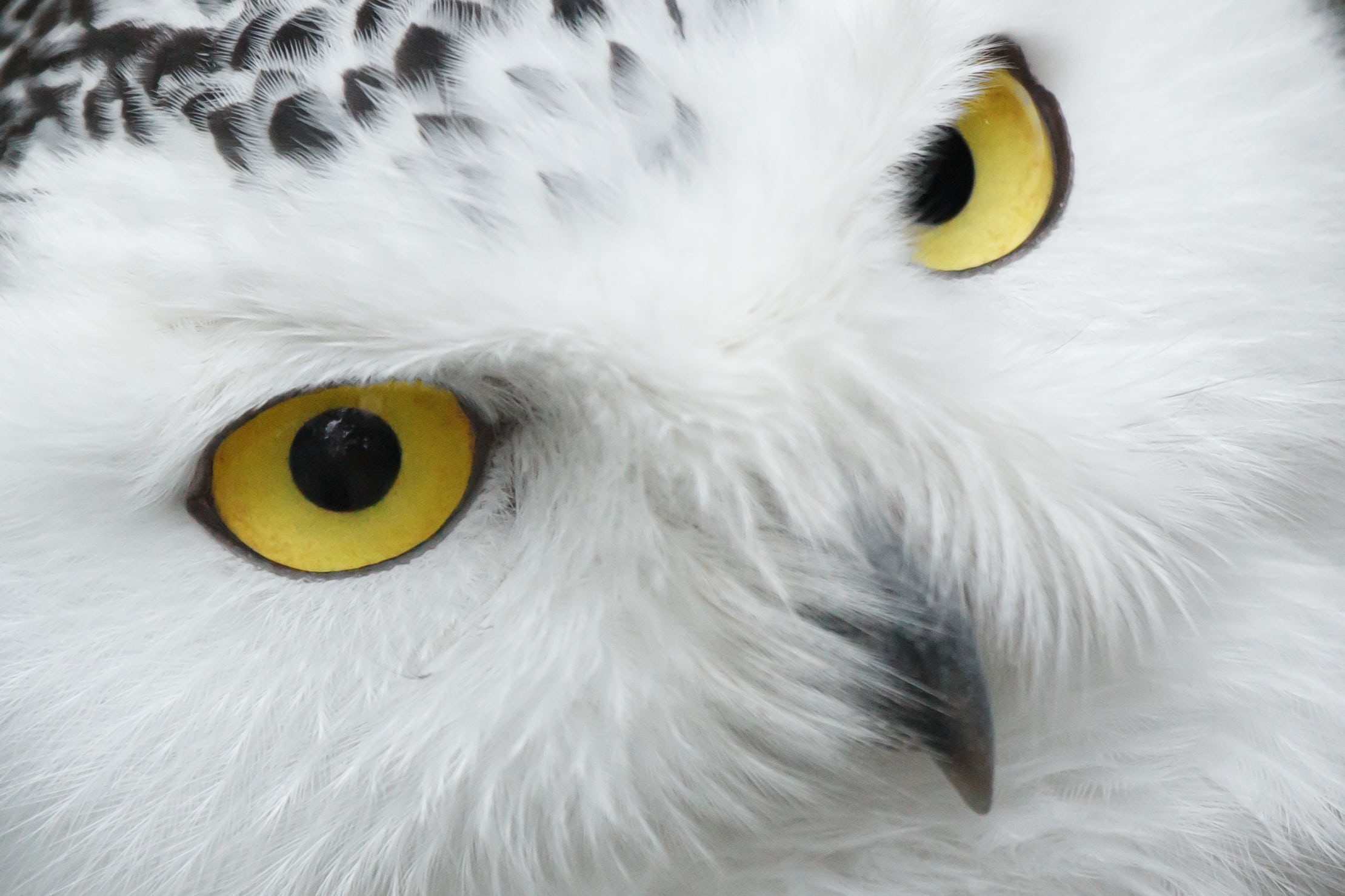 yellow, animal themes, white, focus on foreground, raptor, white color, whisker, feather, cat, close-up, close, eyes, fluffy, day, animal, bird, 1080P, HD Wallpaper