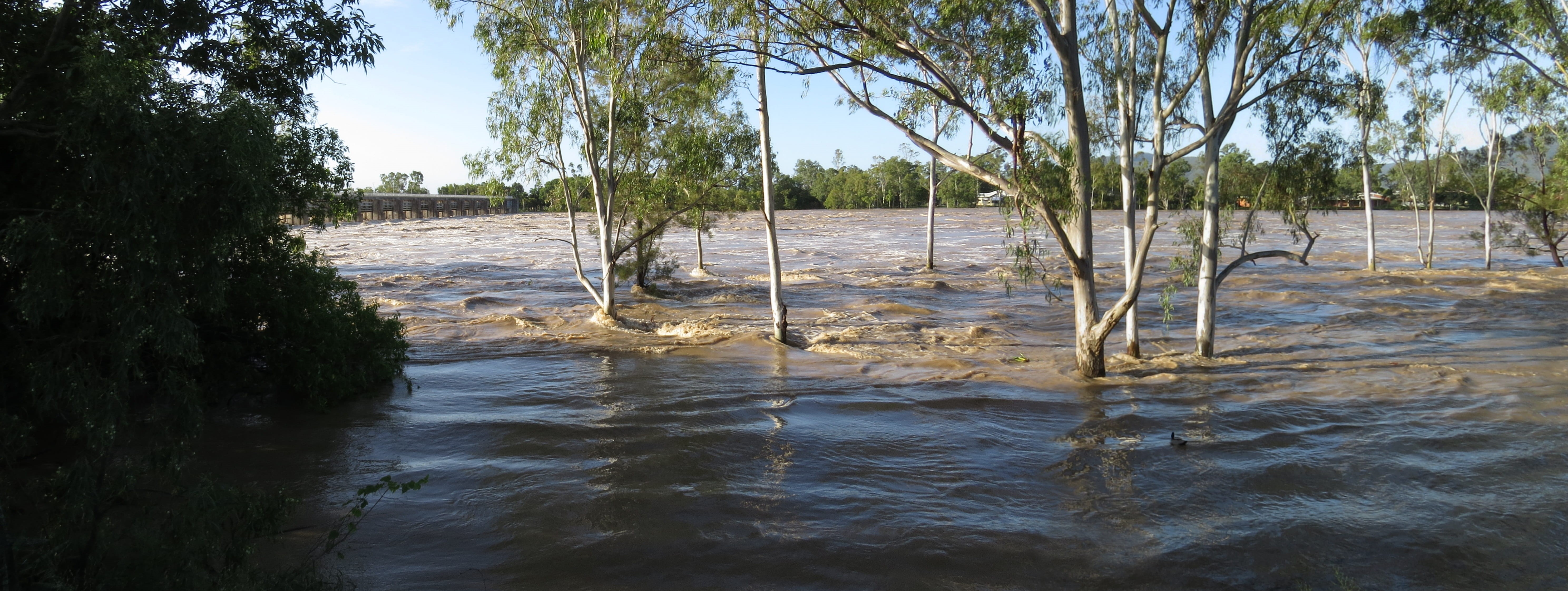 flooding, day, disaster, gum trees, beauty in nature, scenics - nature, rockhampton, 5K, rushing, australia, natural, trunk, wooden post, flow, tree, growth, HD Wallpaper
