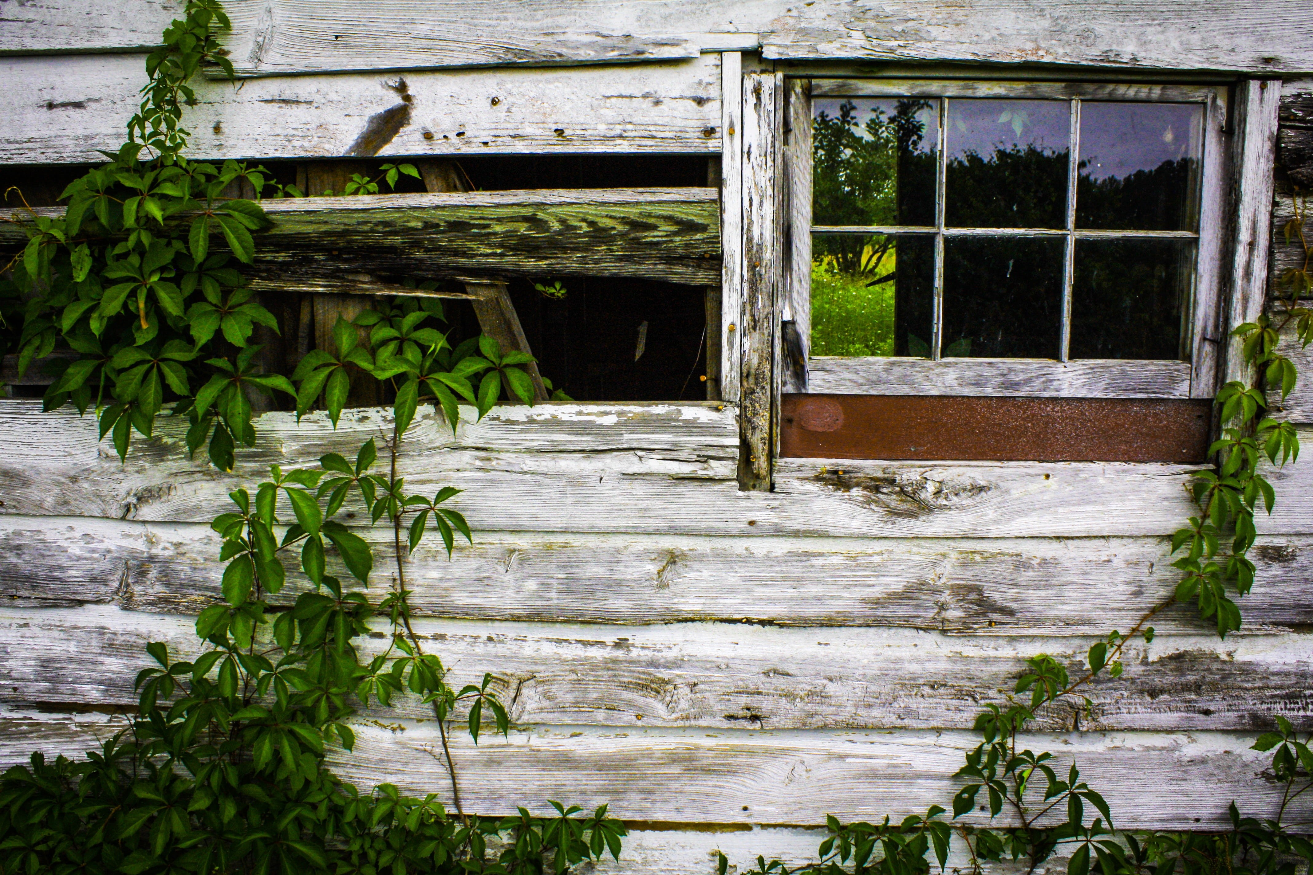 growth, day, Agriculture, wood - Material, flora, wood, heat, farming, environment, old, danger, nature, glass, destruction, dangerous, Barn, plant, dead, HD Wallpaper