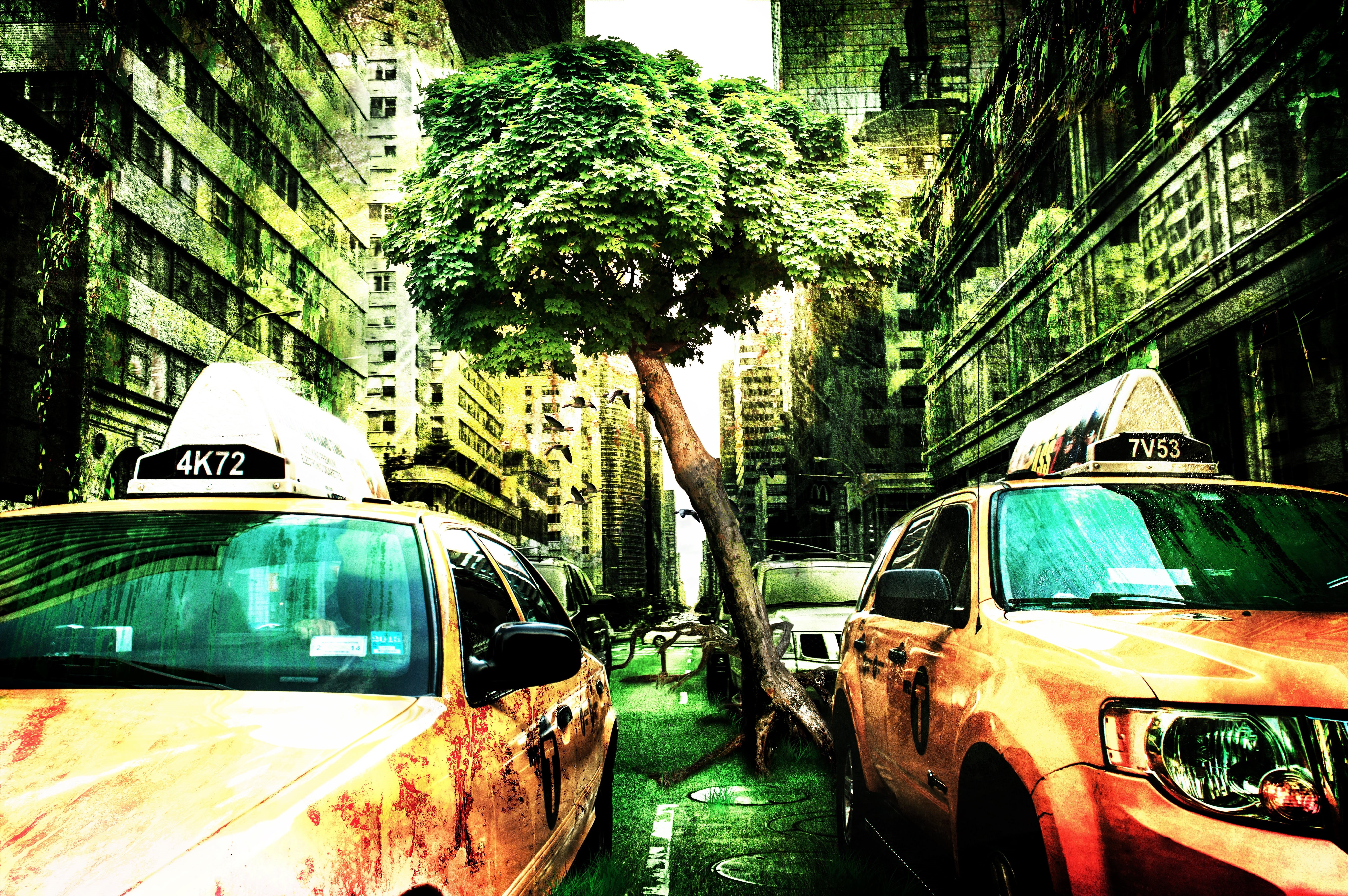 buildings, shadow play, no people, deciduous tree, transport, street, land vehicle, road, nature, force of nature, uSA, grass, built structure, distorted, HD Wallpaper