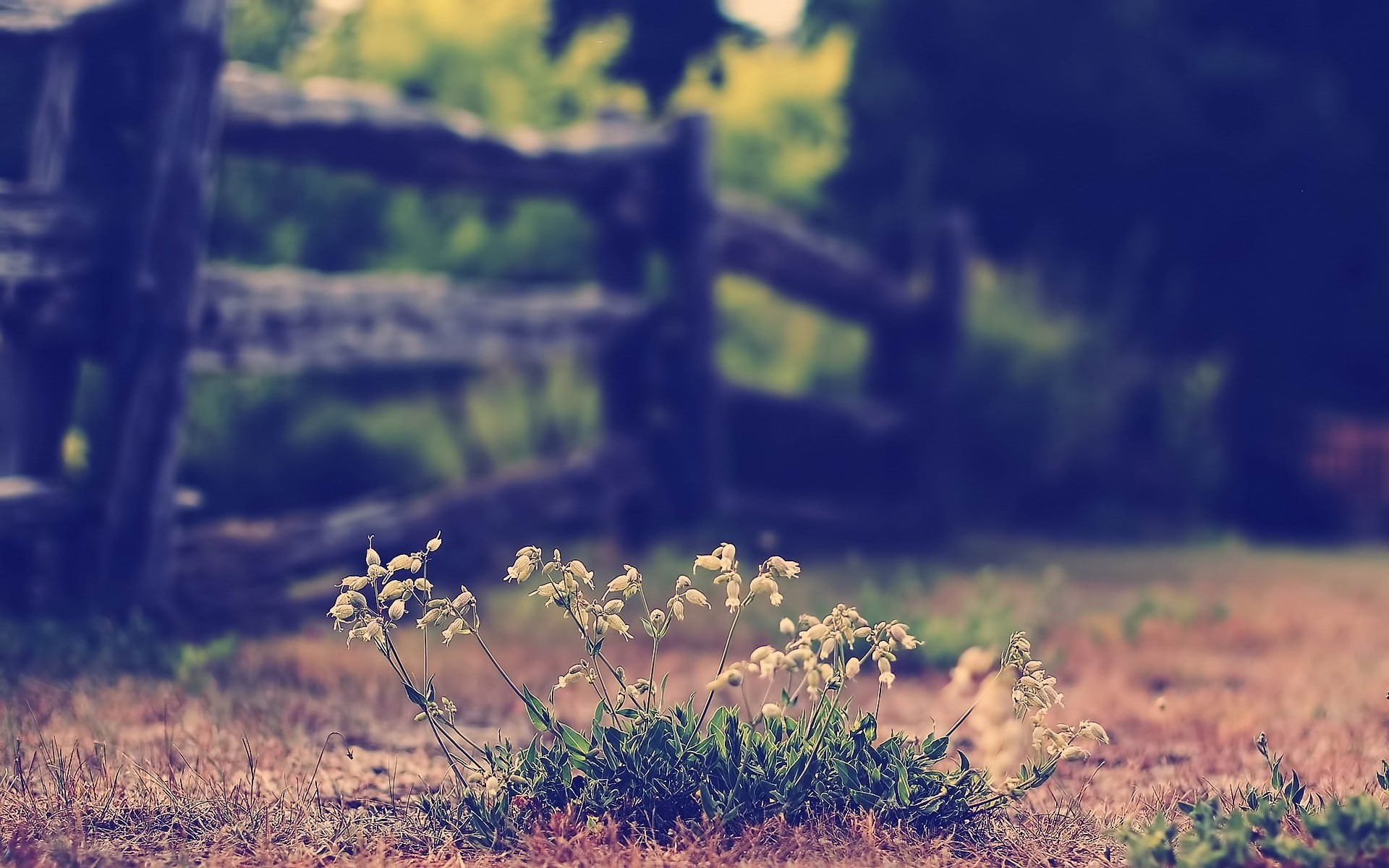 hd, nature, flowers, macro, 1080P, blur, fence, HD Wallpaper