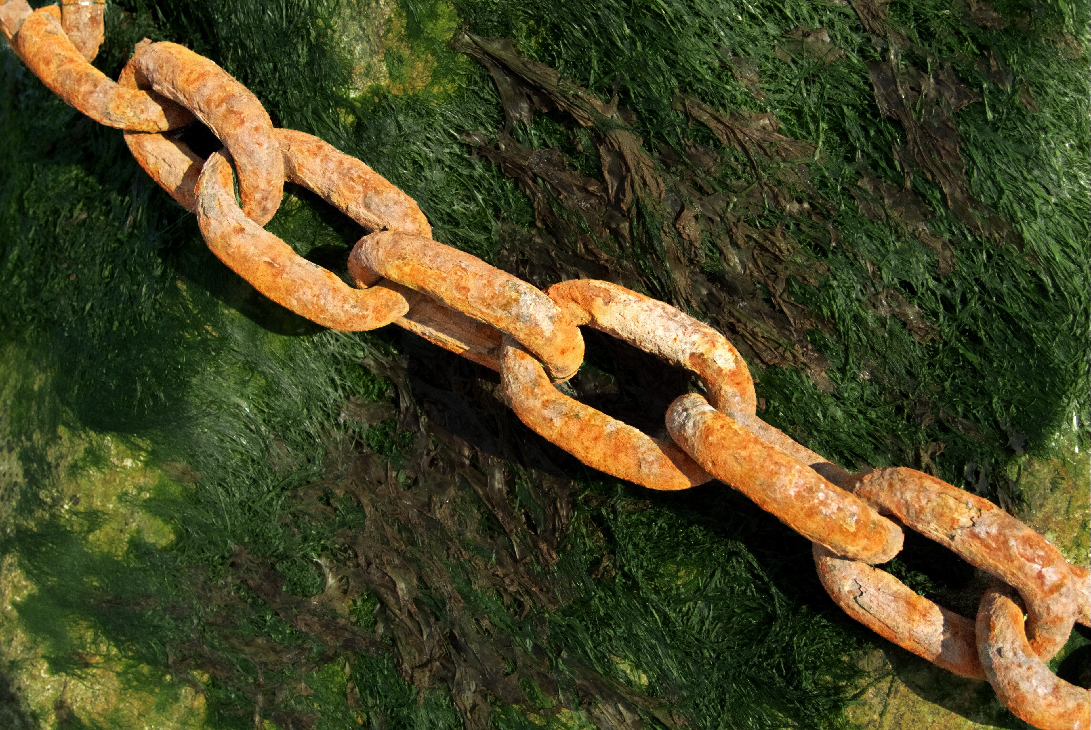 slavery, back, brown, dom, strength, prisoner, captivity, restraint, weakness, nature, imprison, tree trunk, rusty, close-up, weakest, green color, marine, HD Wallpaper