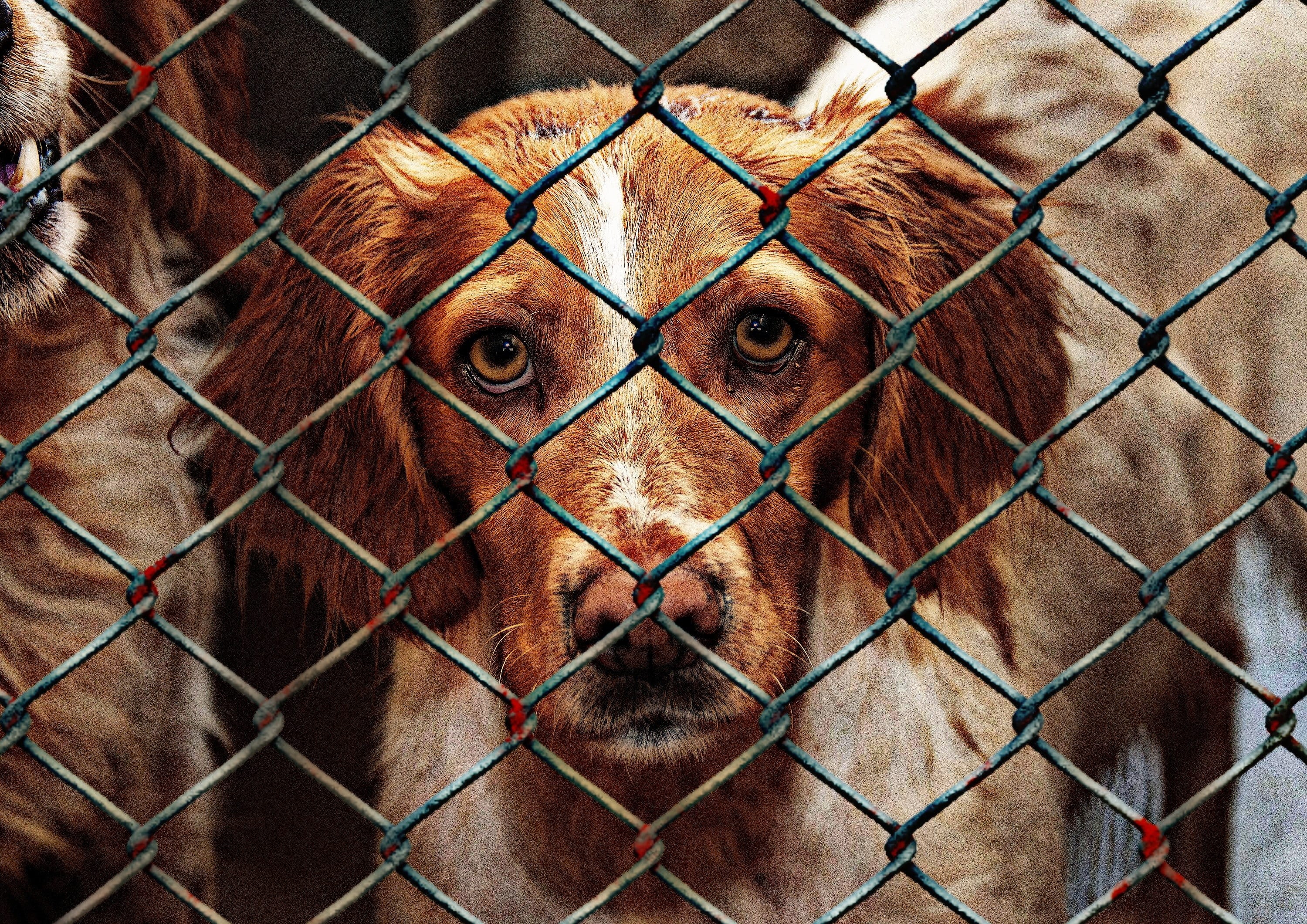 charity, not, brown, terrible, animals in captivity, help, snout, fence, pets, animal rescue, animal welfare, boundary, animal themes, rescue, no people, HD Wallpaper