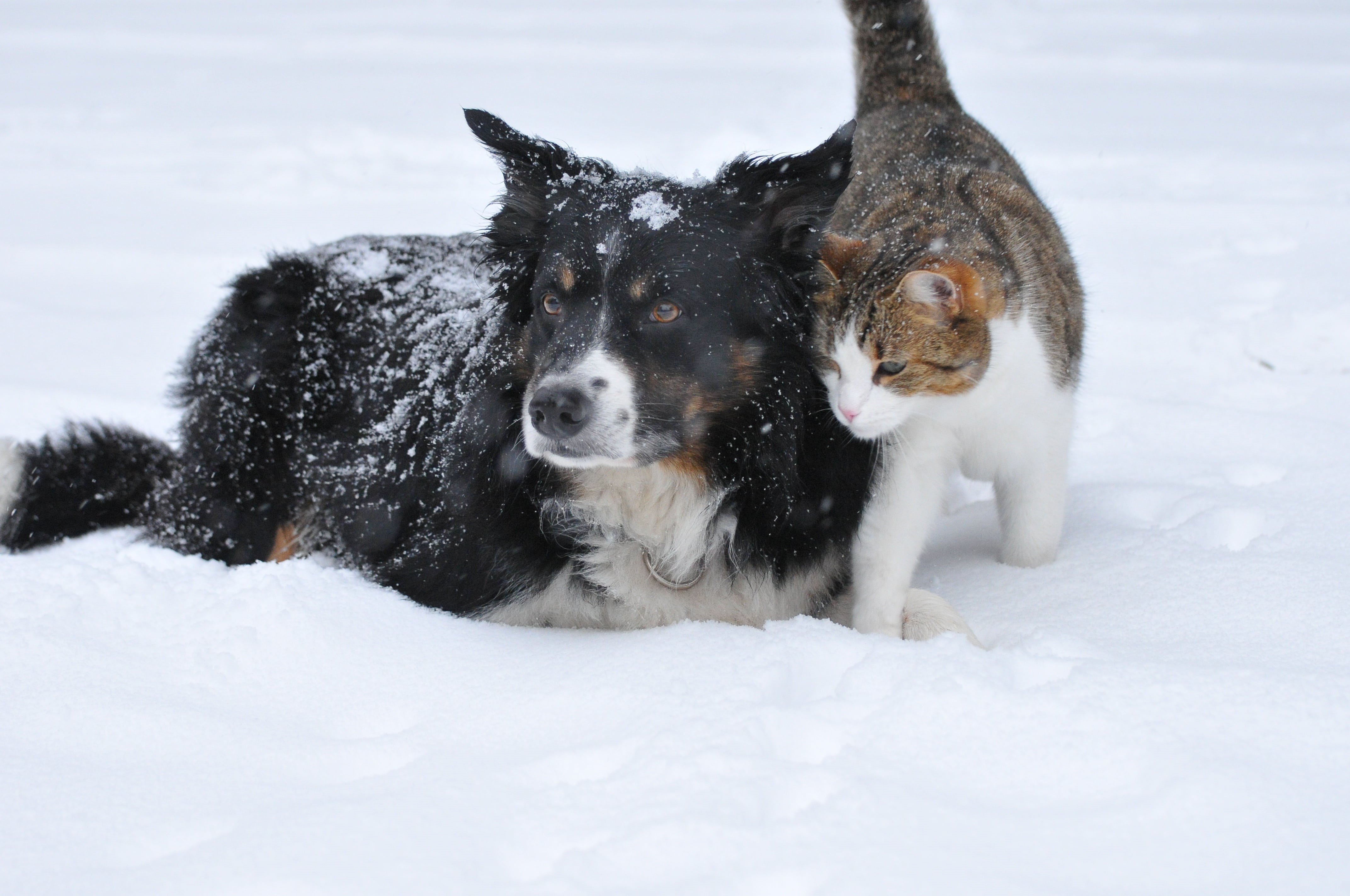 vertebrate, snowing, animal themes, 4K, outdoors, coated, friendship, brown, canine, purebred Dog, no people, cute, domestic animals, winter, medium, cold - Temperature, HD Wallpaper