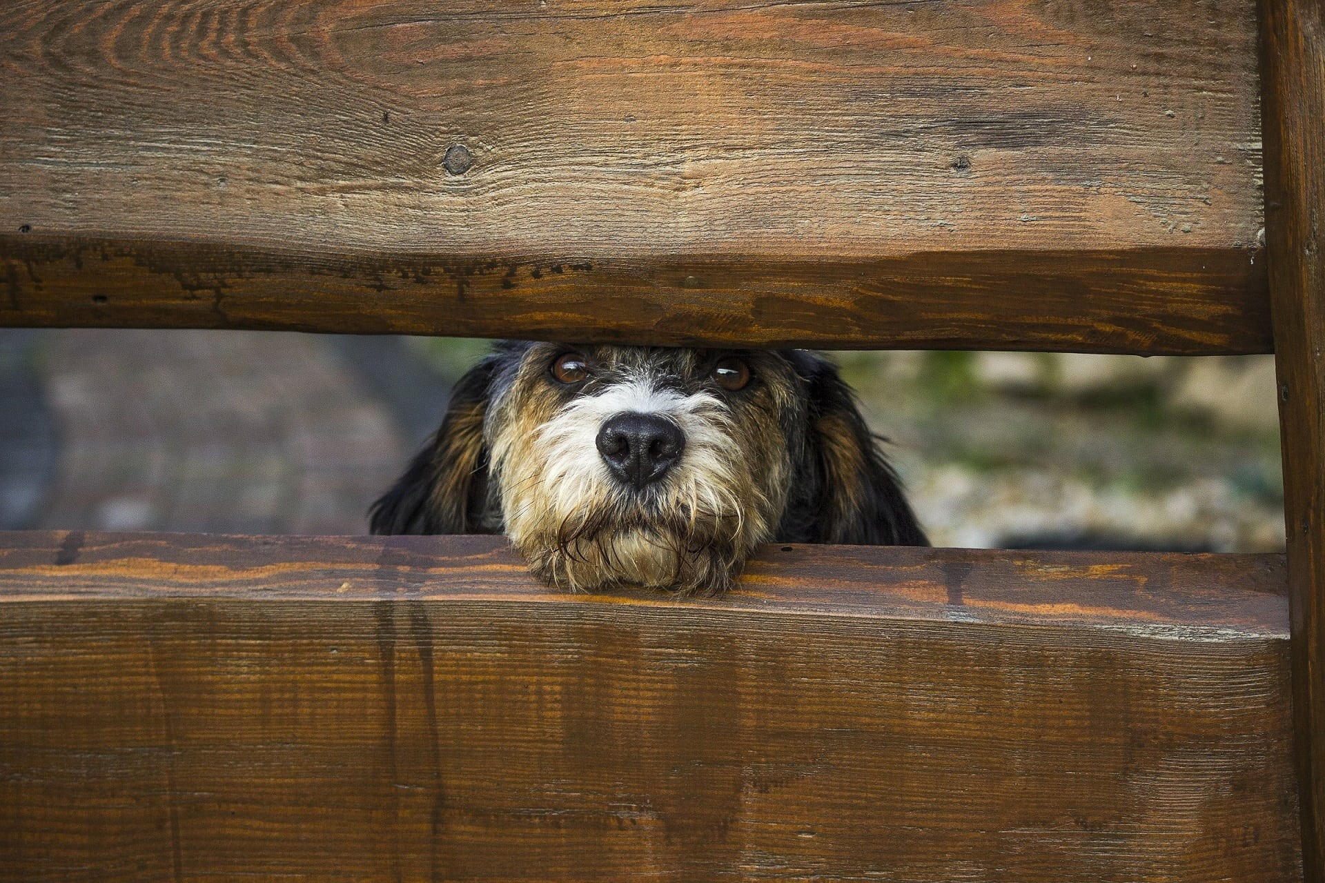 wood - material, nose, wooden, one animal, looking at camera, fence, animal body part, 1080P, animal, day, purebred Dog, coated, head, pet, close up, boundary, HD Wallpaper