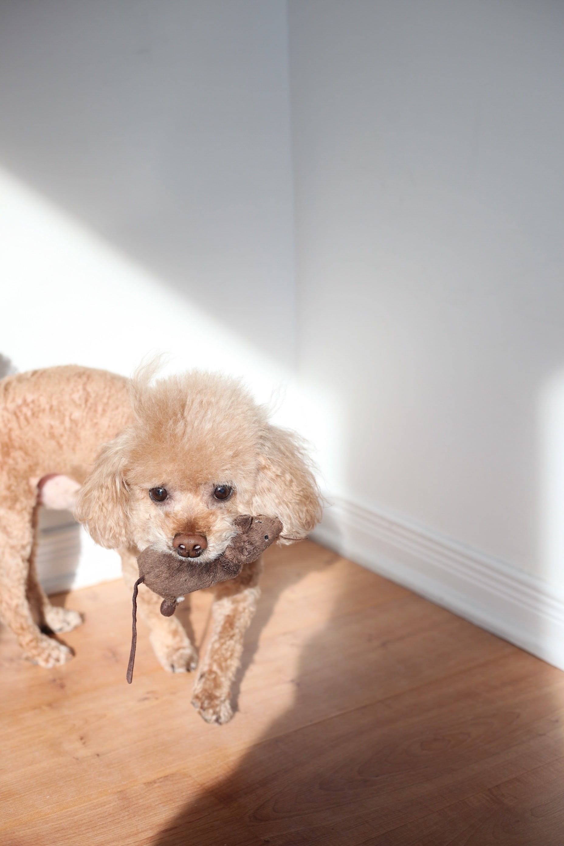 domestic, home, young animal, pets, flooring, indoors, coated, beside, ikea, play, toy, mammal, mouse, home interior, brown, canine, white, shadow, small, Phone HD Wallpaper