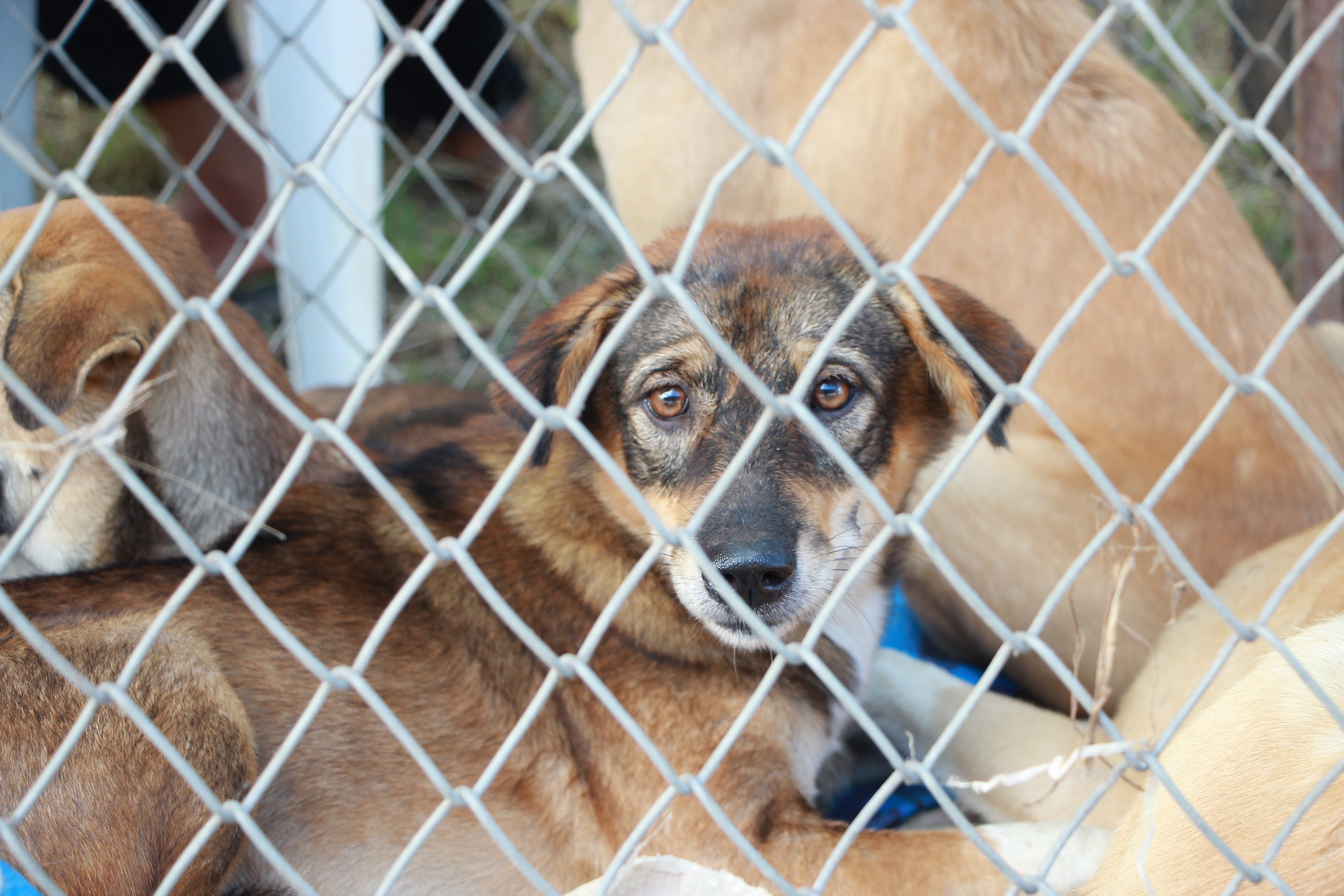 domestic, kennel, barrier, animal head, enclosure, cute, fence, short, portrait, looking at camera, boundary, looking, animal themes, mammal, dog, canine, HD Wallpaper