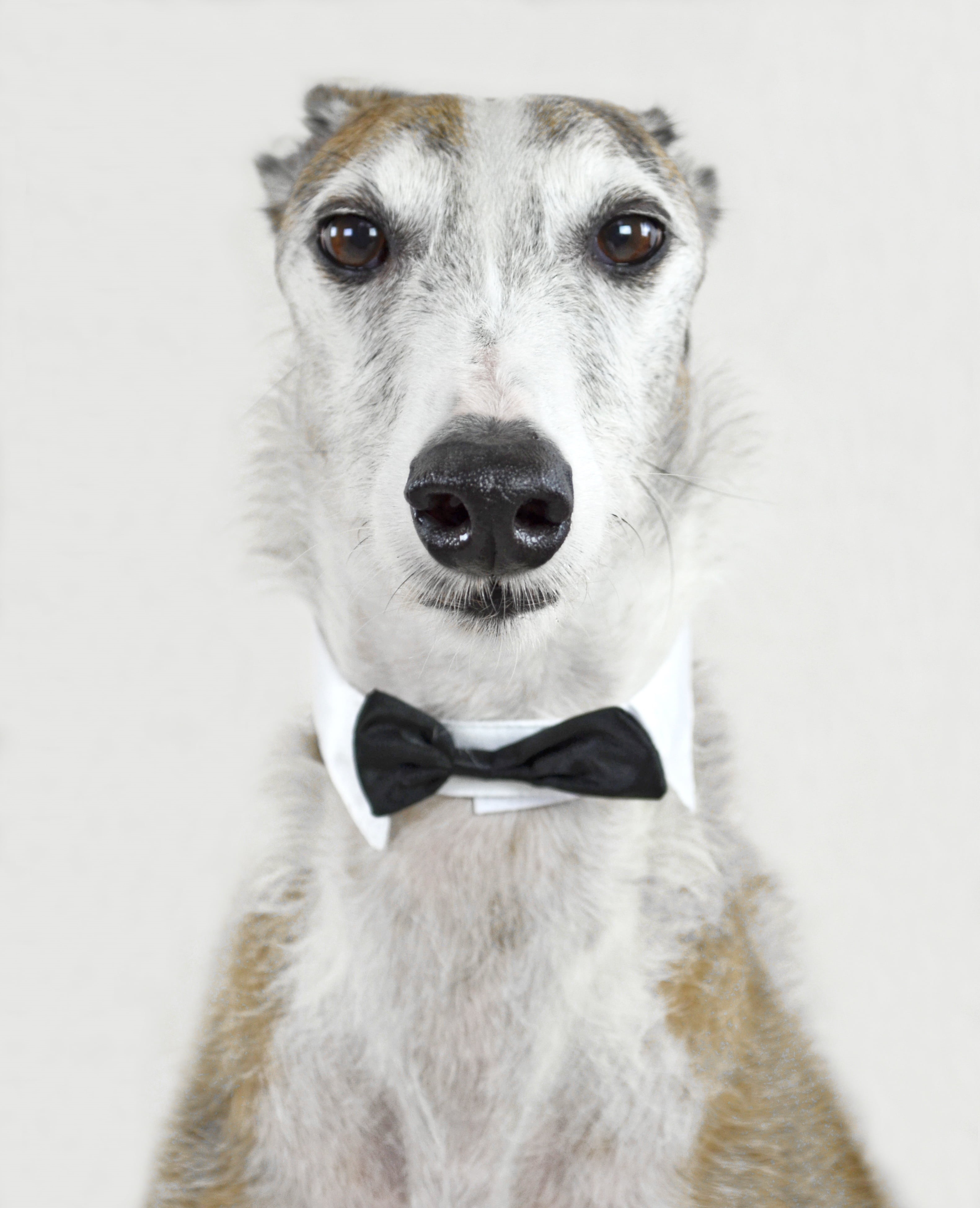 4K, friendly, short, spanish greyhound, collar, no people, bow, close, pets, pet, mammal, jack russell terrier, waiter, coated, male, dog snout, dog head, Phone HD Wallpaper
