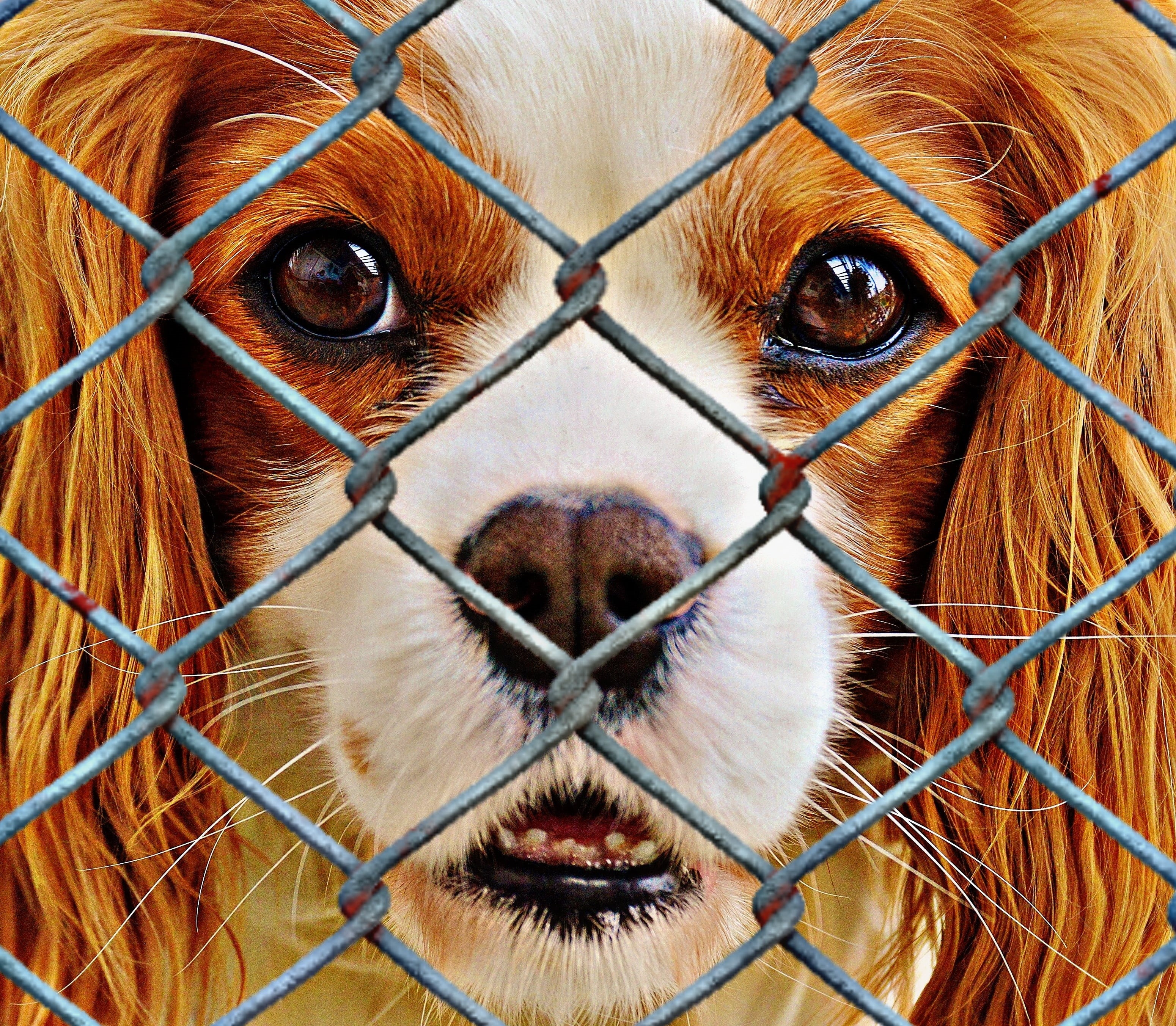 cavalier, adult, imprisoned, dog look, close-up, animal shelter, animal nose, cute, animals, charles, sad, looking at camera, animal world, animal eye, HD Wallpaper