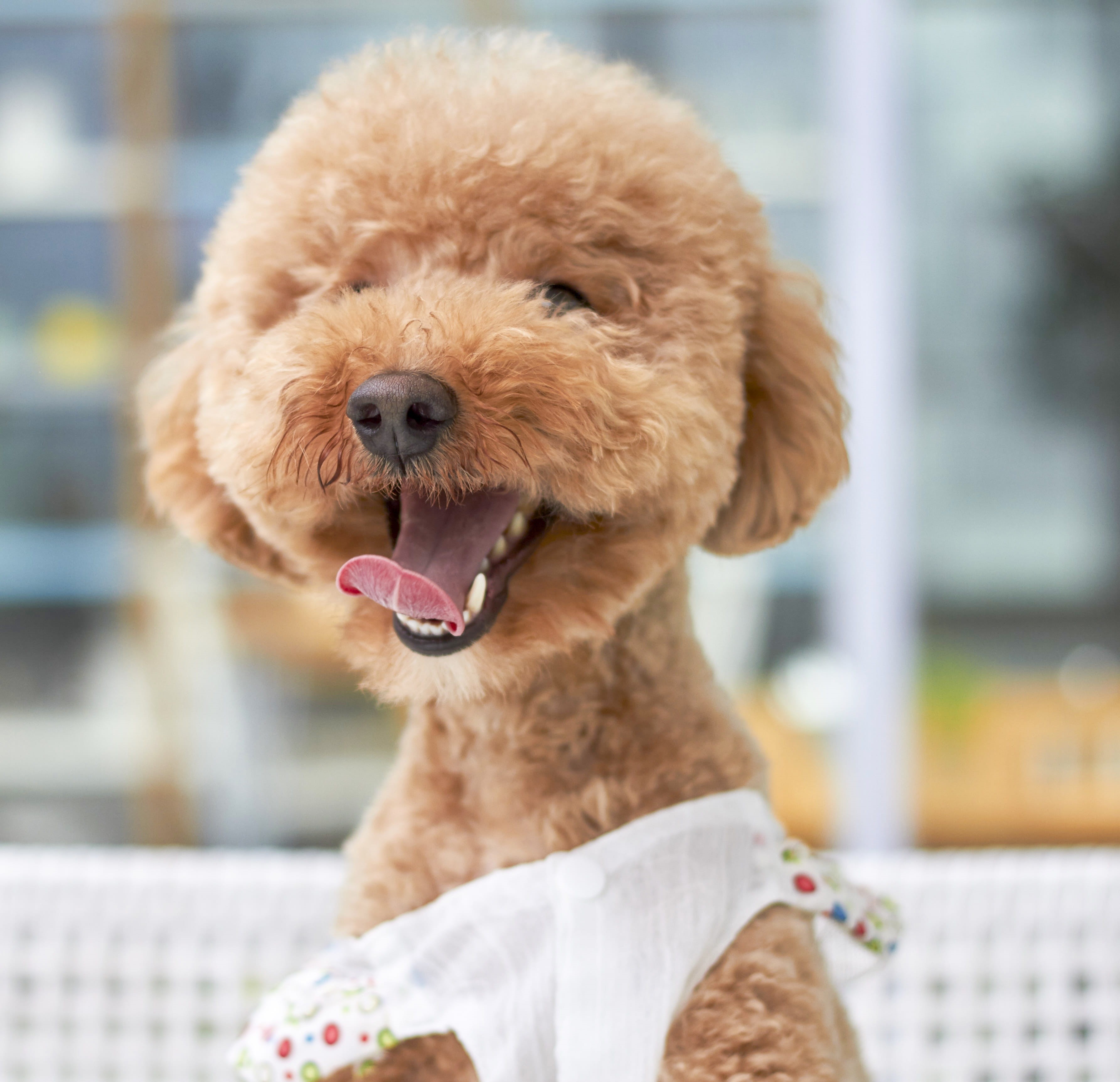 portrait, sit, looking at camera, animal head, dress, innocence, domestic, pets, animal, indoors, smile, puppy, mammal, brown, domestic animals, poodle, HD Wallpaper