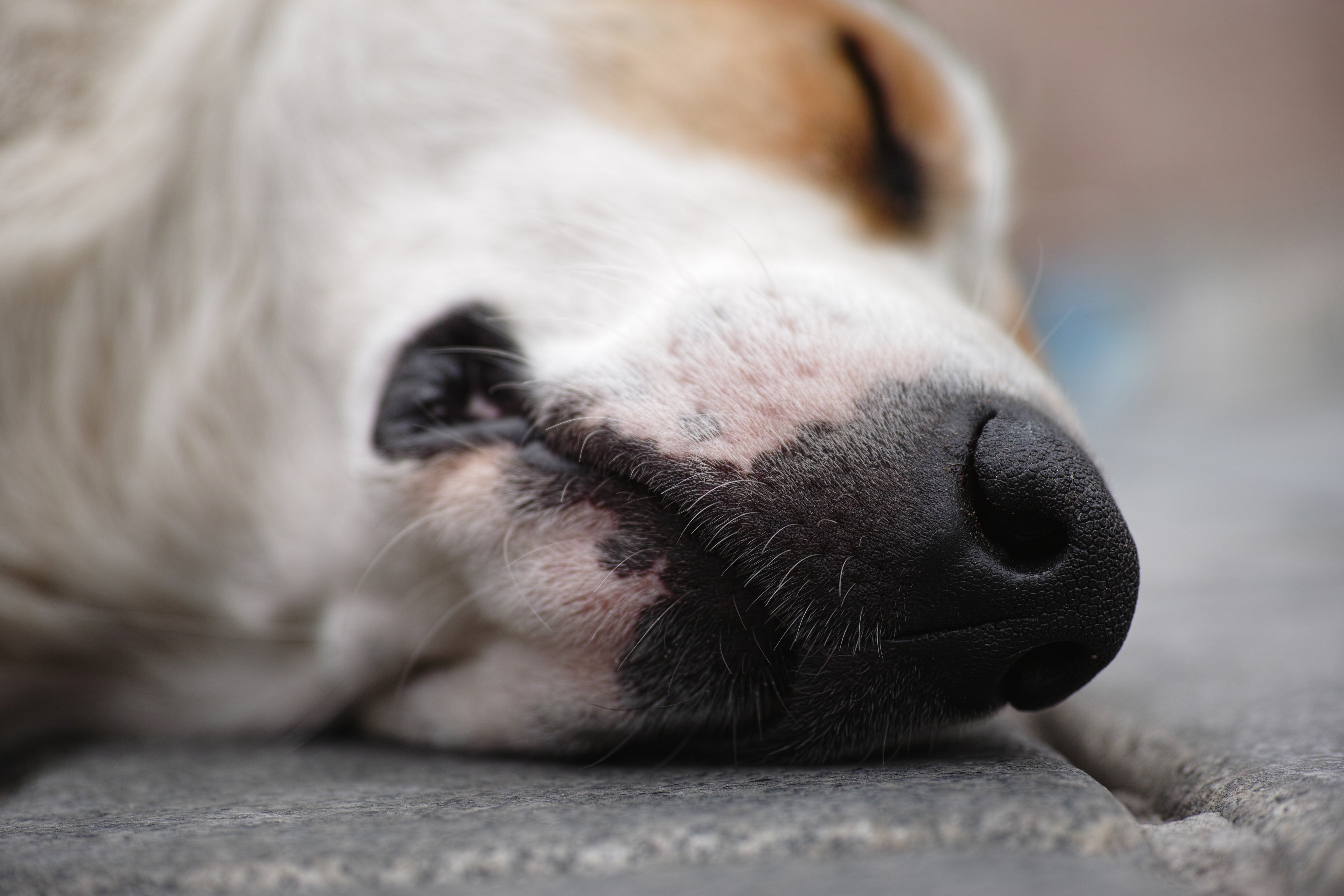 brown, resting, close-up, domestic Animals, pets, macro, the homeless, selective focus, one animal, street, animals, relax, 4K, little, death, cute, sweet, HD Wallpaper