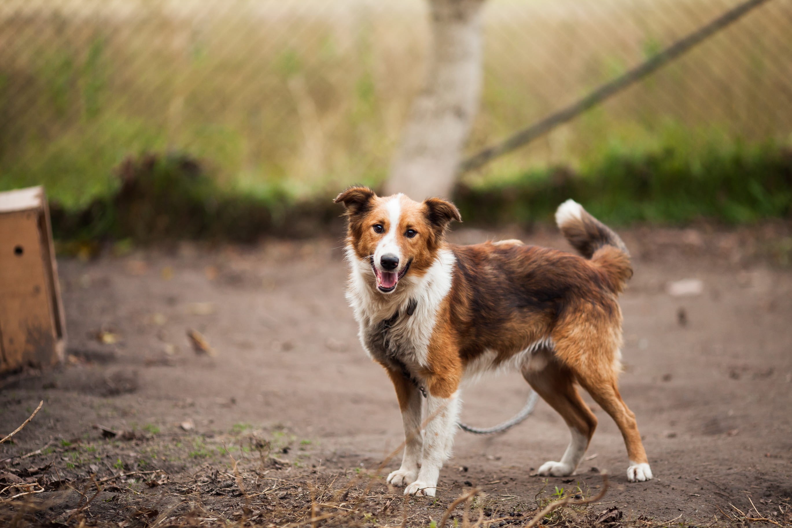 outdoor, nature, dog leash, looking at camera, domestic, field, collie, animal, canine, fur, tied, day, sunlight, focus on foreground, purebred dog, portrait, HD Wallpaper