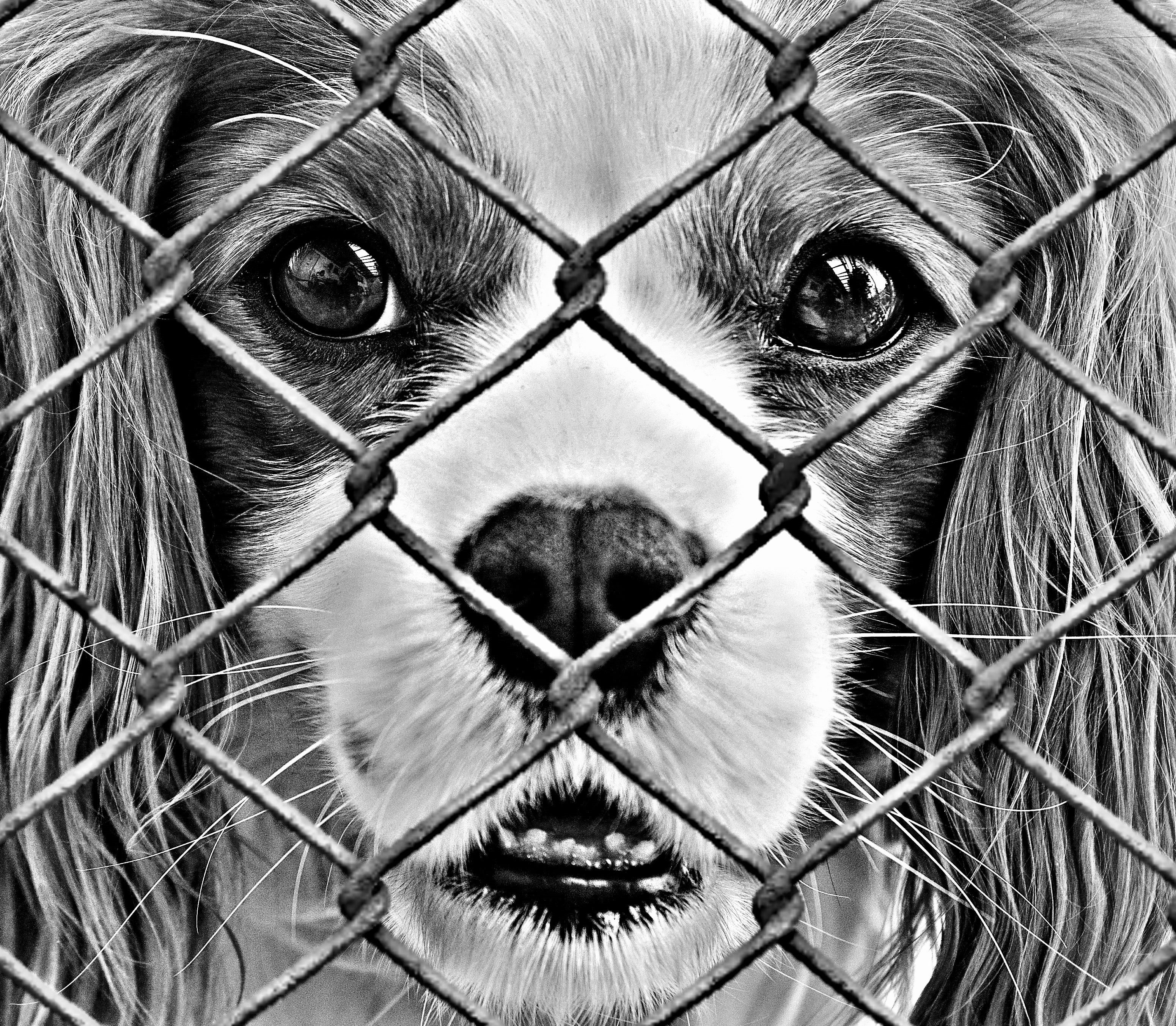 poor animal, terrible, animal body part, animal shelter, charity, animal rescue, pets, animal mouth, mammal, fence, dog, rescue, domestic animals, emergency, HD Wallpaper