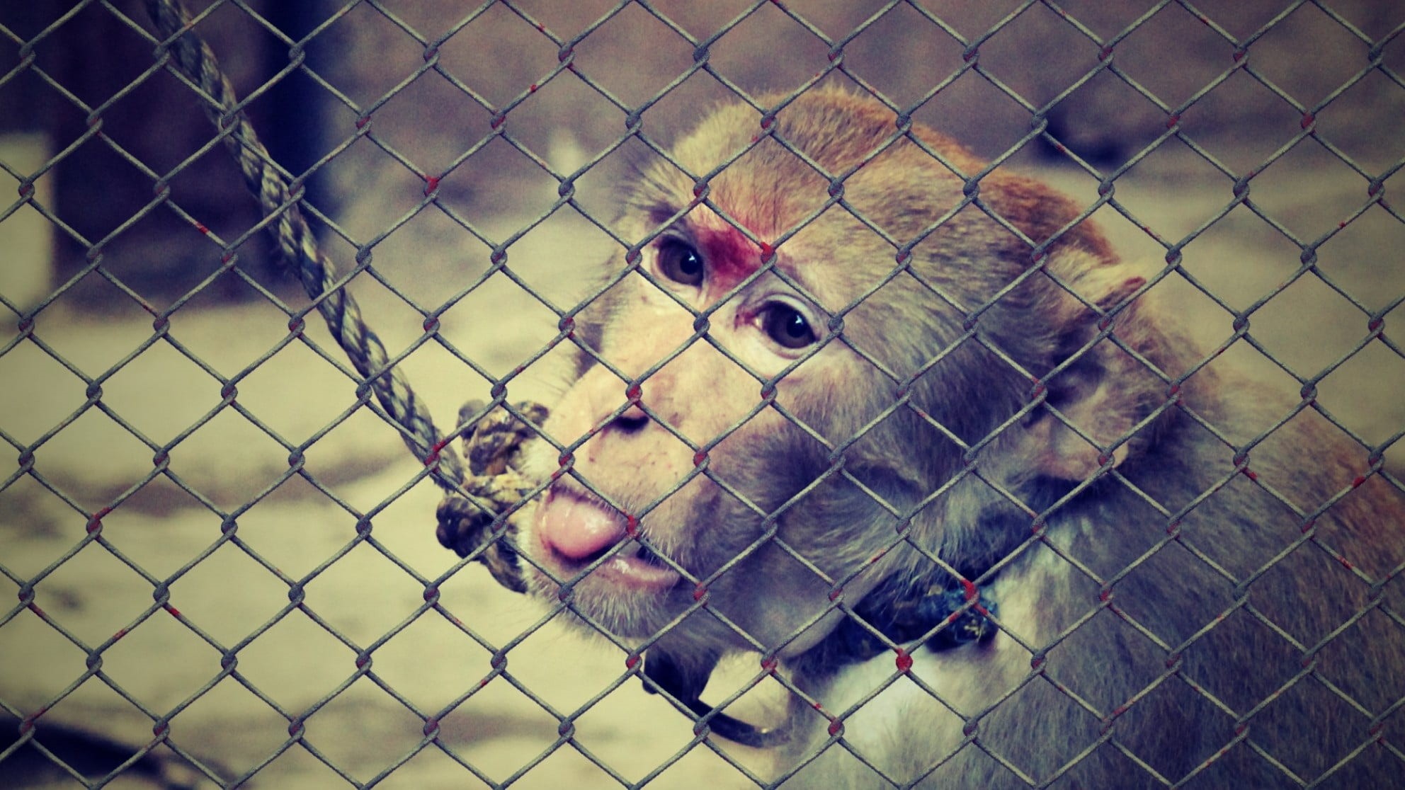 mammal, safety, collar, animal world, day, help, focus on foreground, fence, chainlink fence, animals in captivity, nature, not, boundary, animal body part, HD Wallpaper