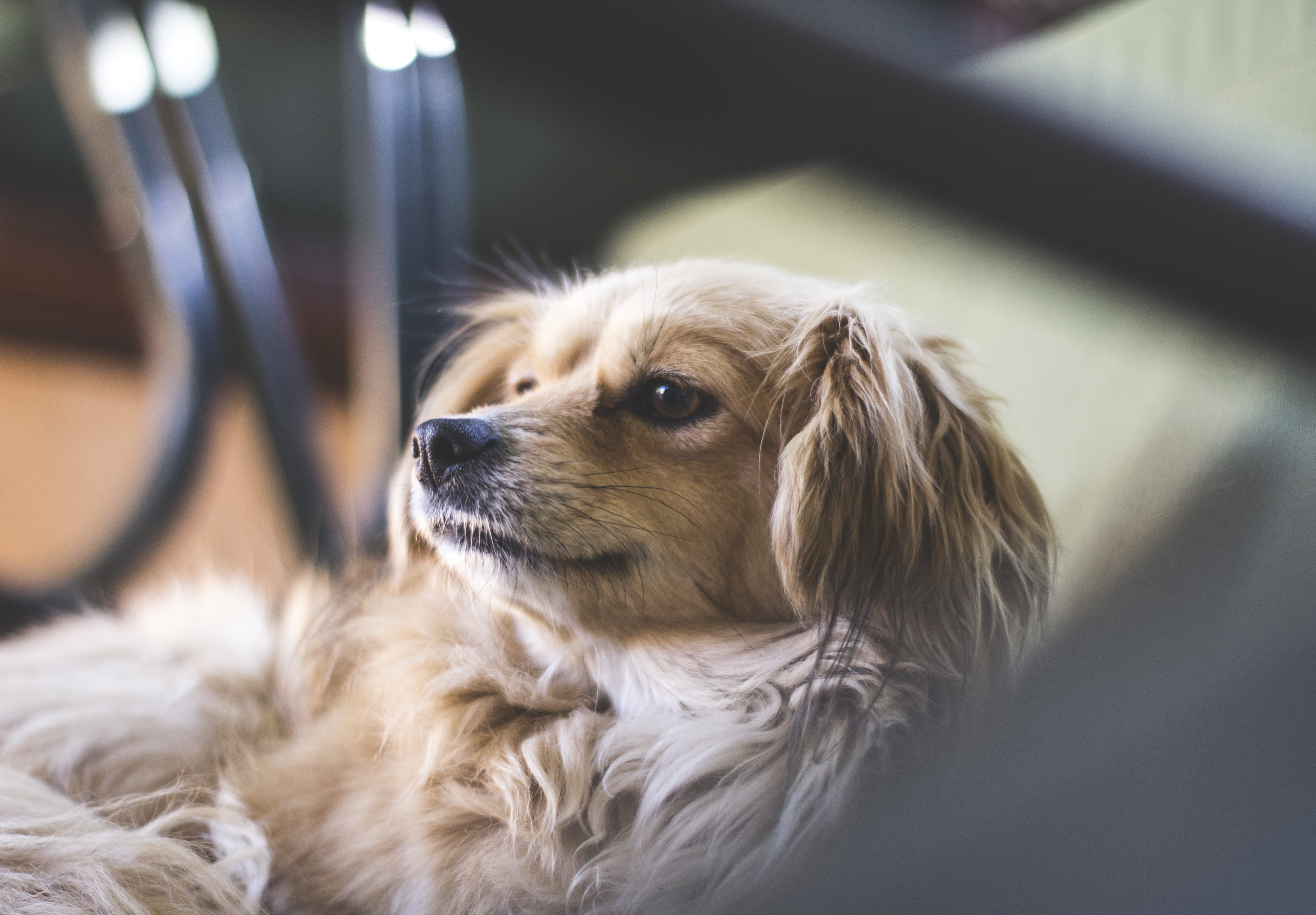 close-up, animal head, coated, young animal, chihuahua - dog, cute, selective focus, looking, small, charles, photograph, indoors, puppy, medium, purebred Dog, HD Wallpaper