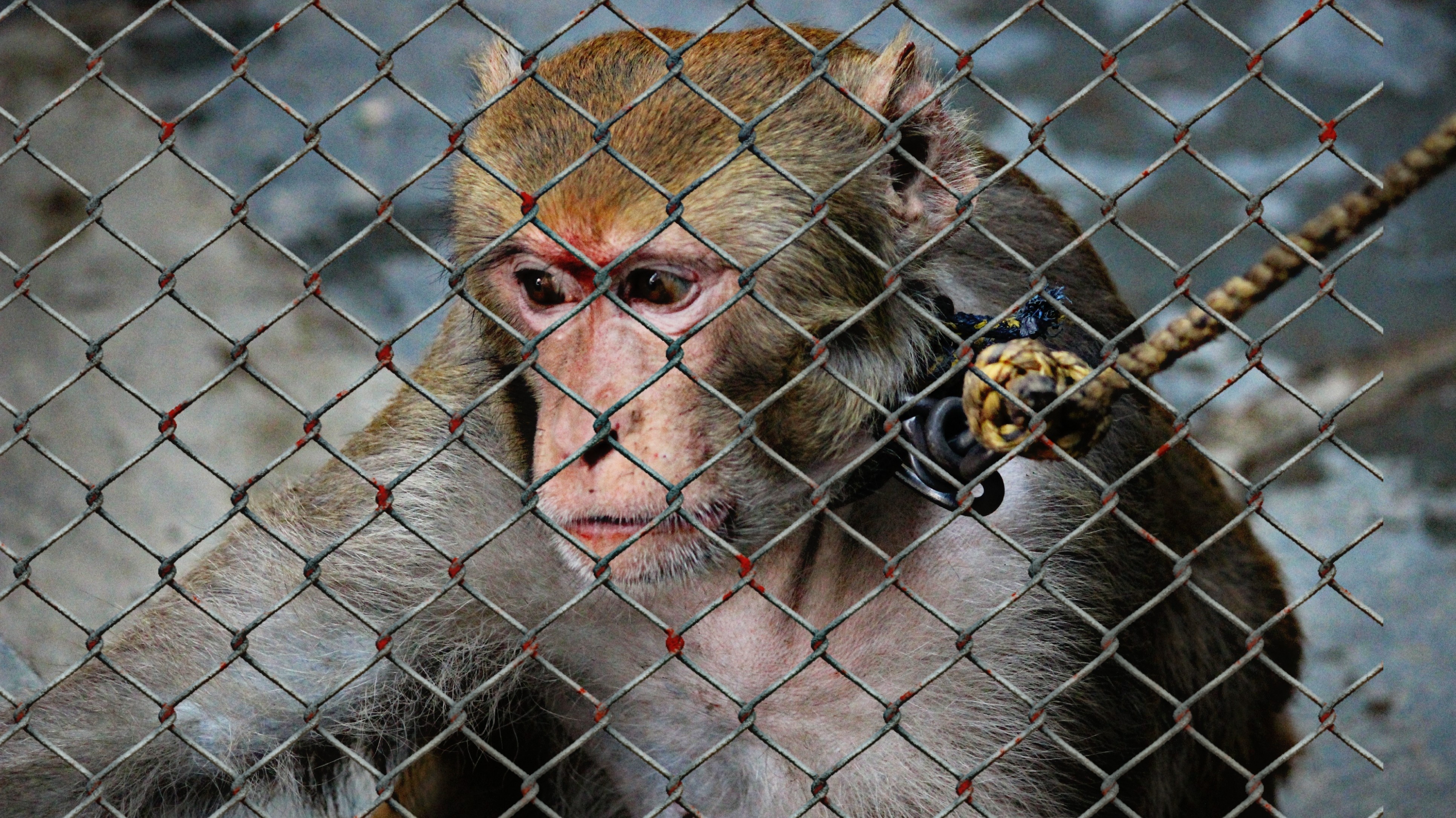 helpless, animal head, barrier, boundary, chainlink fence, charity, animals in captivity, imprisoned, no people, emergency, wire mesh, heartbreaking, äffchen, HD Wallpaper
