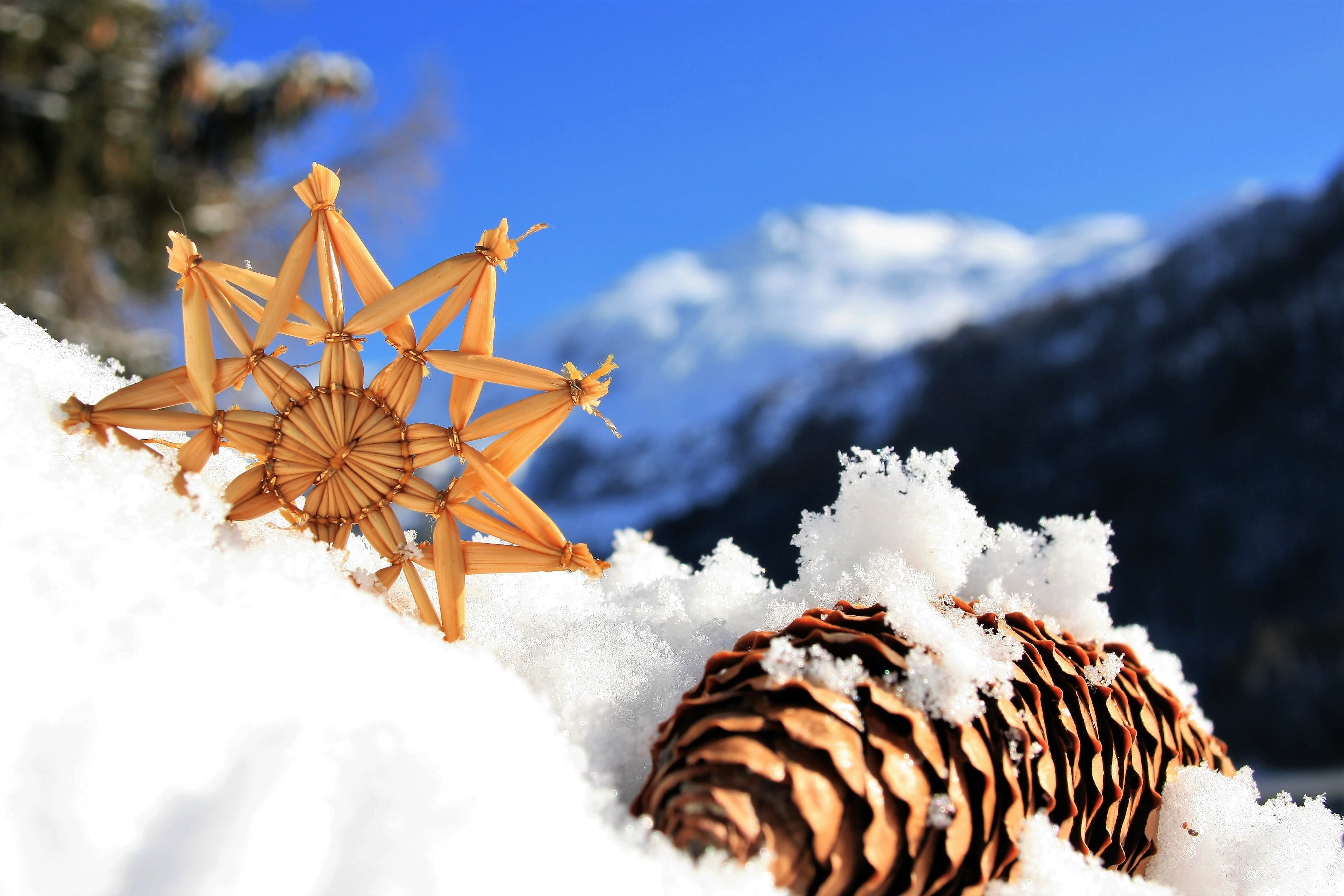 pine, nature, the alps, white color, no people, cone, pine tree, www, scenics - nature, the background, space, focus, switzerland, the cold season, a view of the mountains, HD Wallpaper