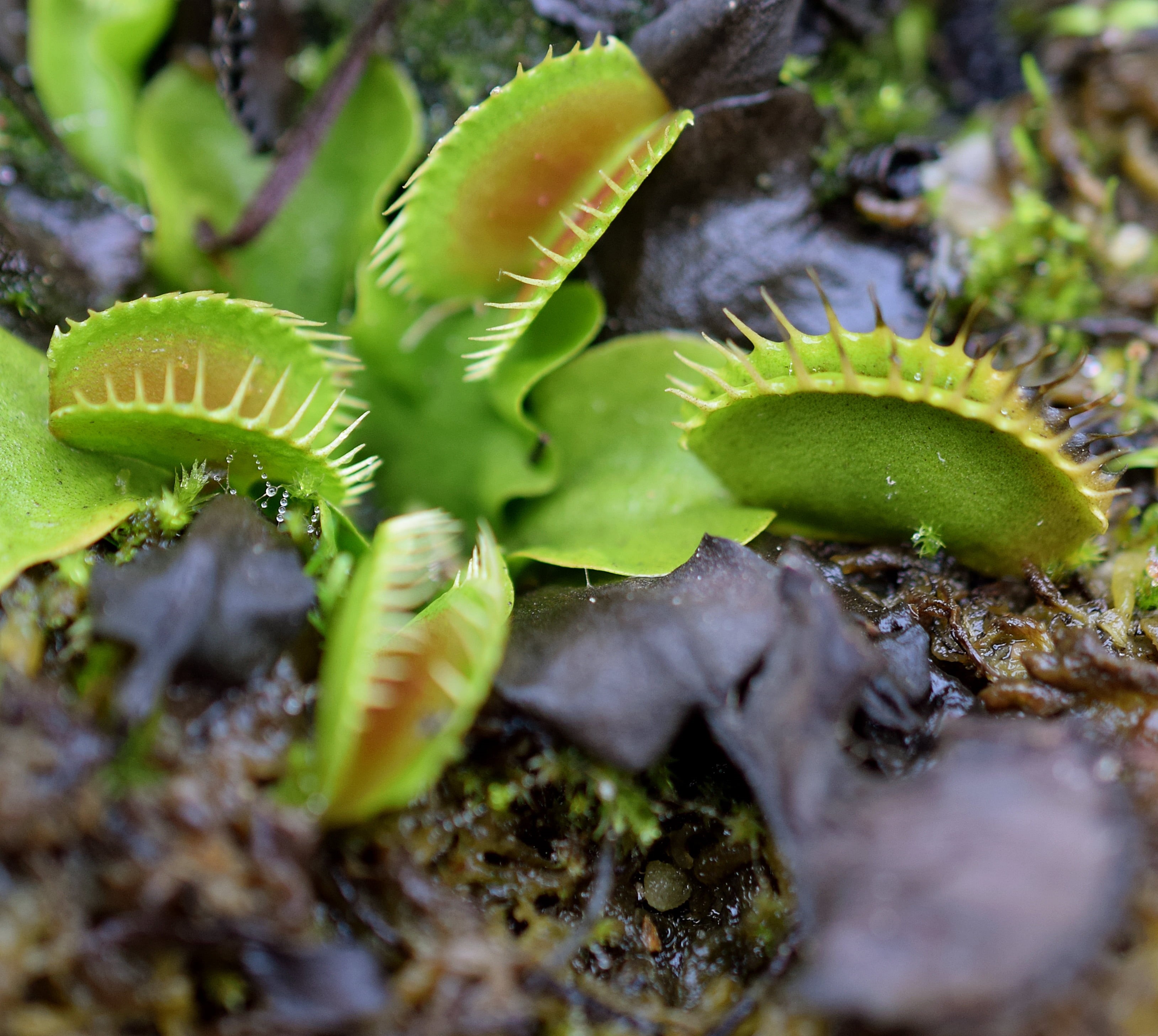 green, in the Morning, Carnivorous  Plants, Nikon, plant, Traps, nature, close-up, 2K, green Color, D3300, Macro, Dionaea, spiky, leaf, HD Wallpaper