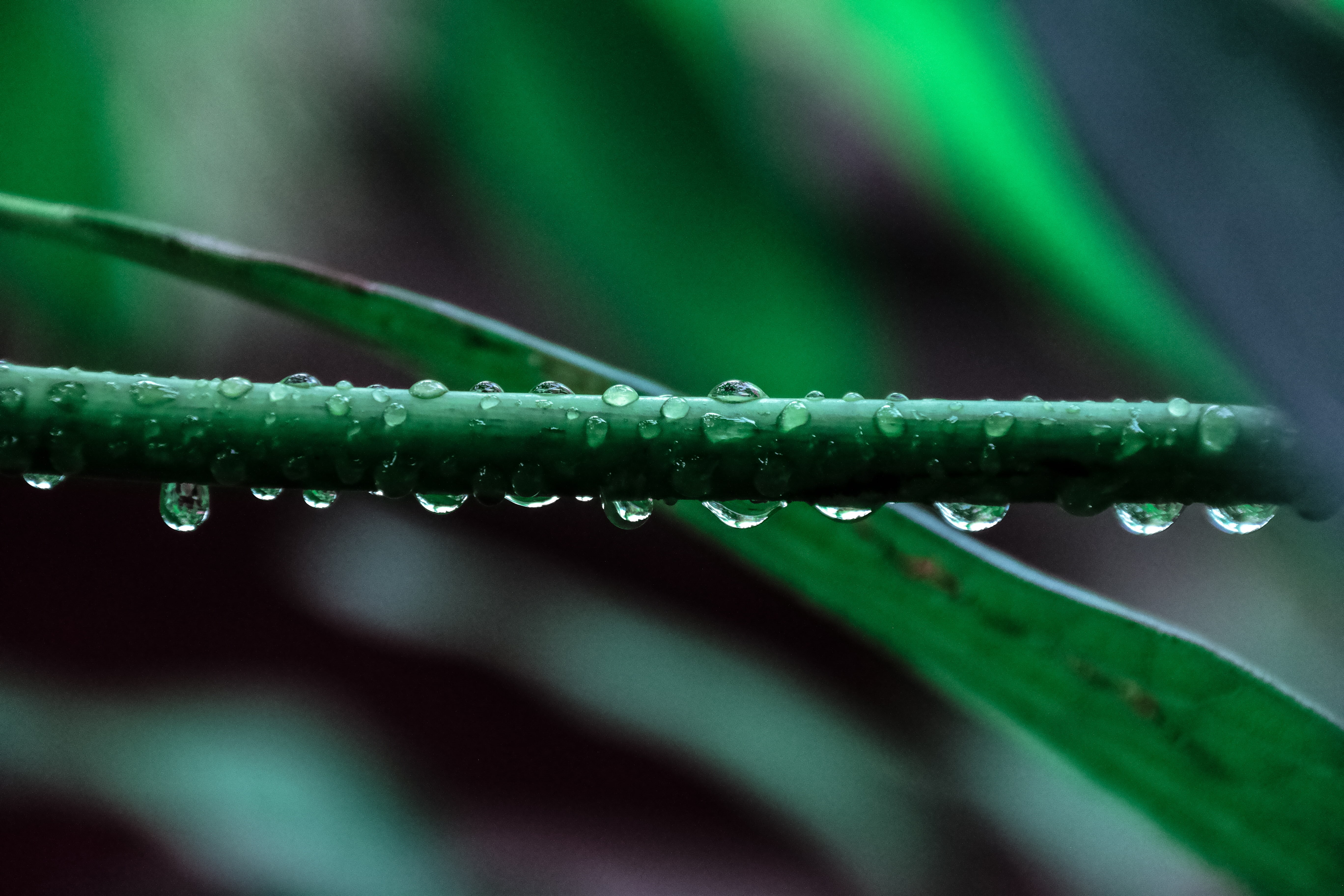 green, 5K, selective focus, raindrop, outdoors, wet, spiky, purity, no people, day, vulnerability, drop, plant part, beauty in nature, closeup, freshness, HD Wallpaper
