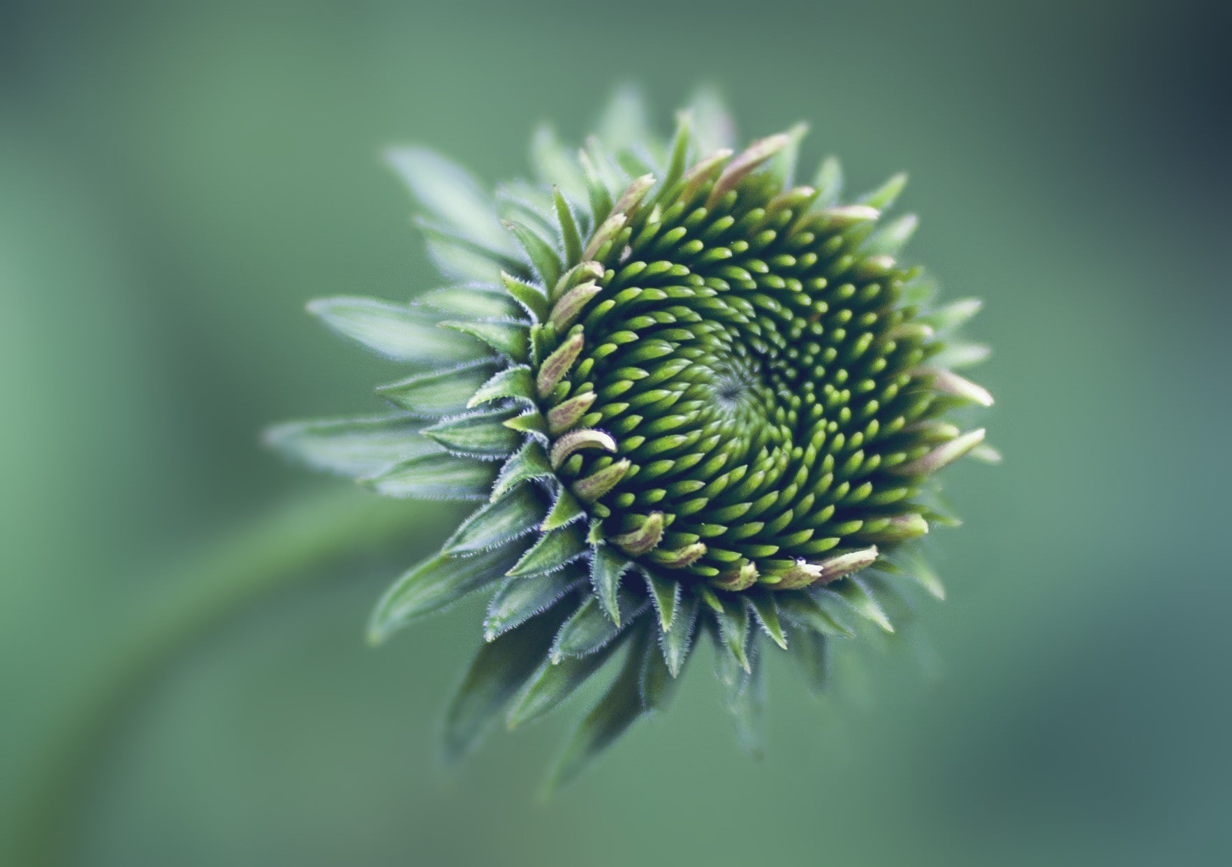 outdoors, freshness, nature, flowers, flower, depth of field, flower head, beauty in nature, selective focus, photography, day, 720P, sepal, growth, vulnerability, HD Wallpaper